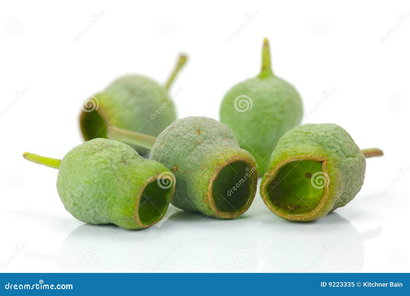 Gum Nuts stock image. Image of isolated, native, flora 9223335
