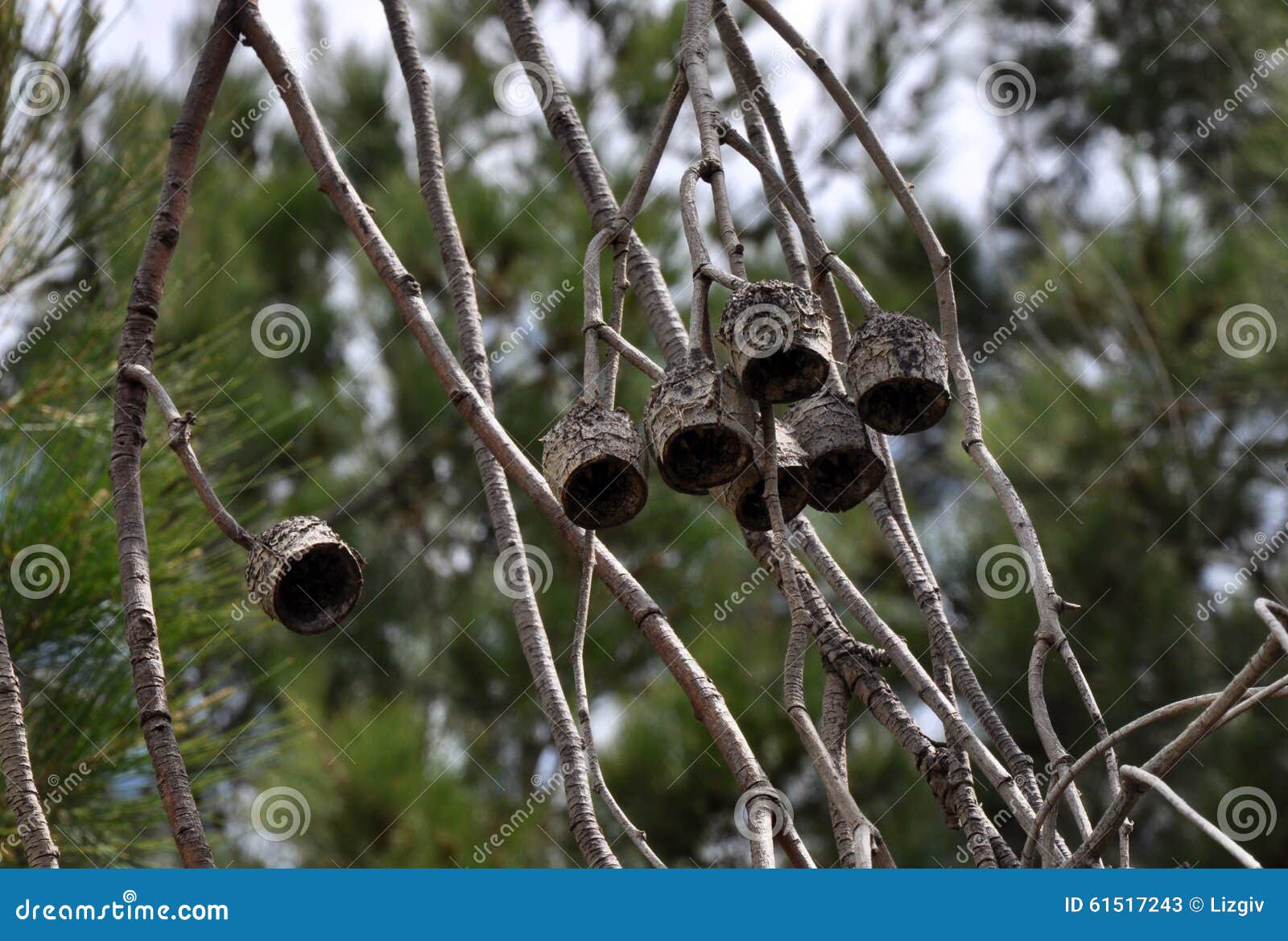 Gum Nuts: Hanging Around stock image. Image of wooden - 61517243