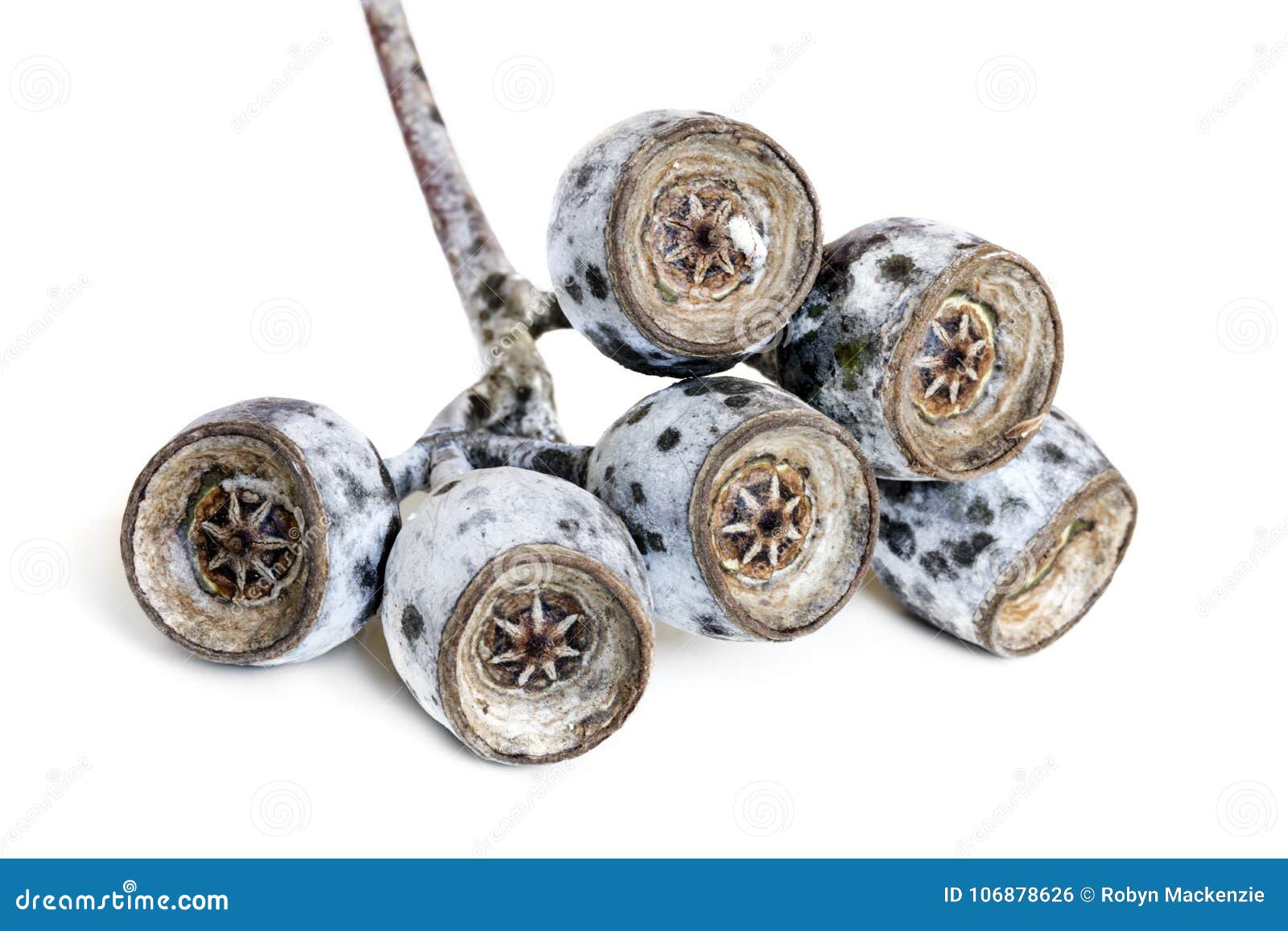 Gum Nuts Isolated on White Background Stock Photo Image of closeup