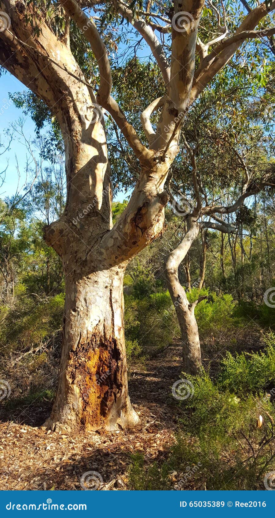 Gum tree stock image. Image of tree, australian, sunlight 65035389