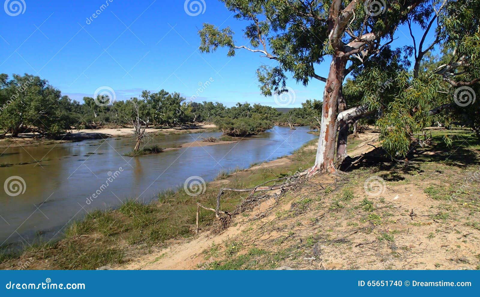 Gum Tree on River Edge stock photo. Image of blue, australian 65651740