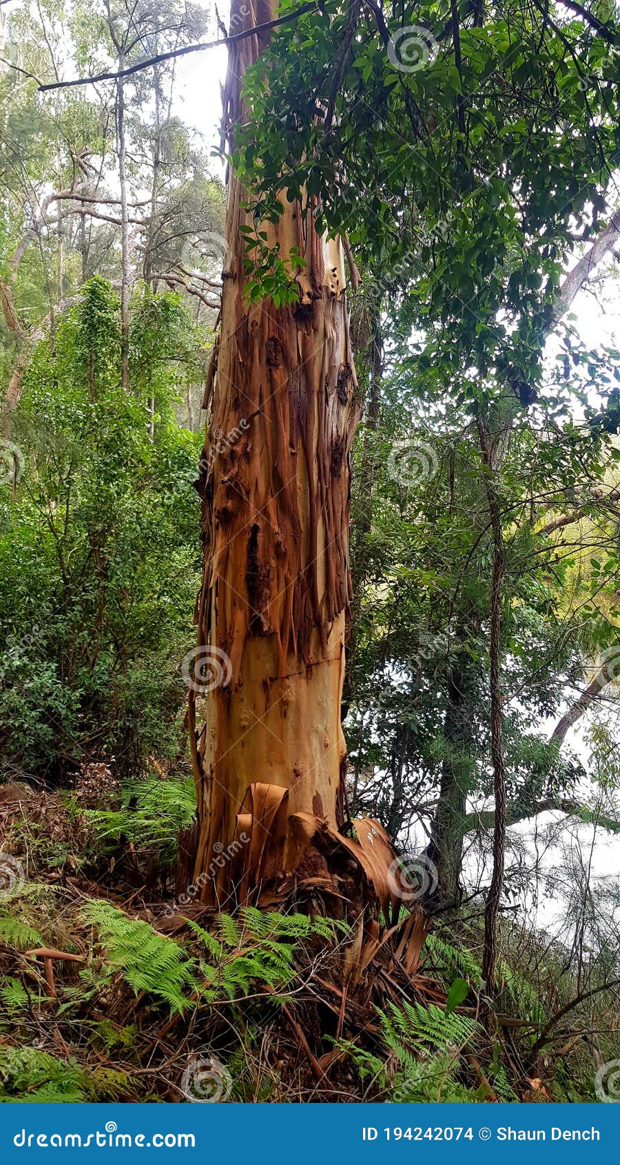 Gum Tree Shedding Bark with Interesting Patterns and Colours Stock