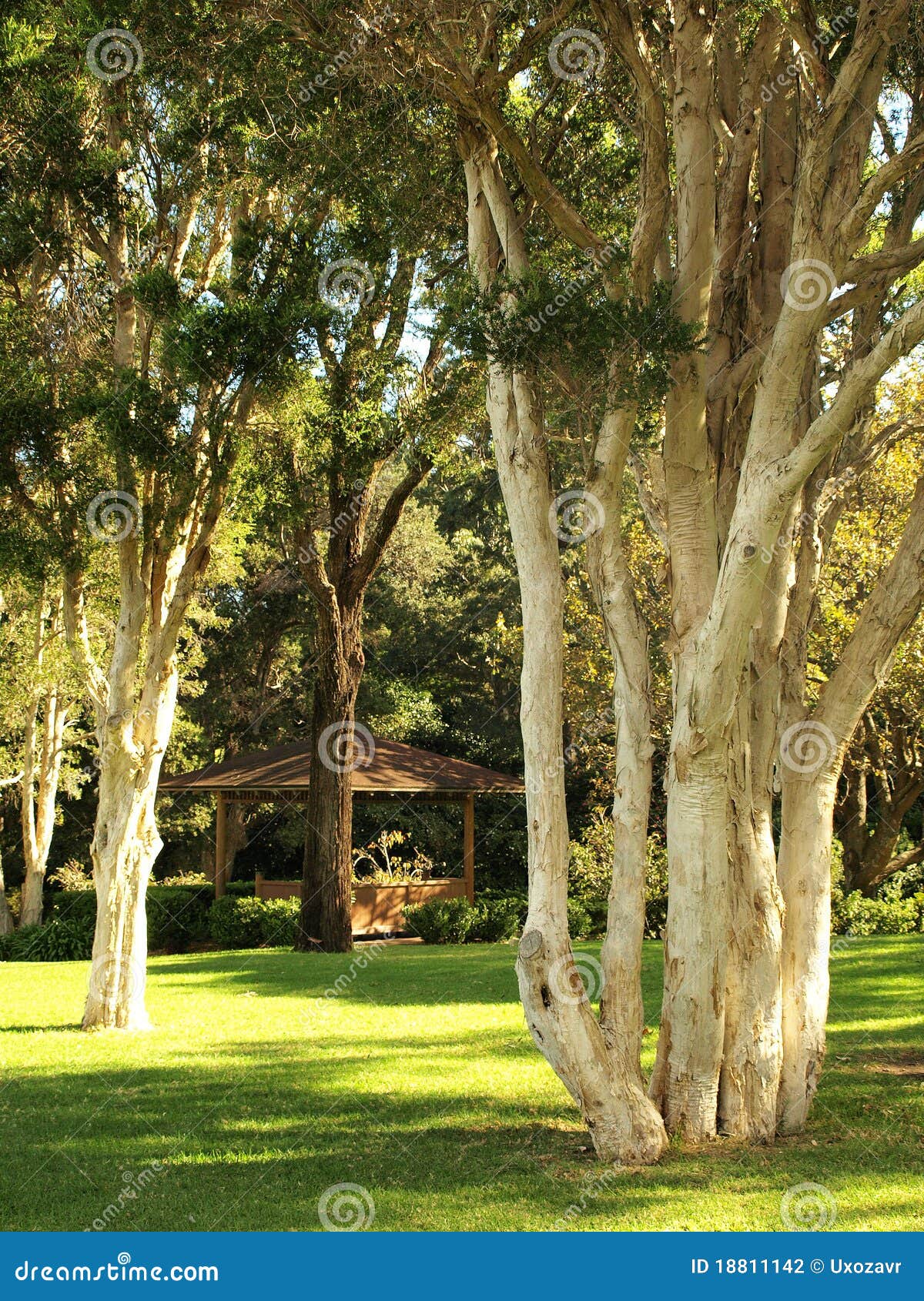 Gumtrees in the park stock photo. Image of eucaliptus 18811142