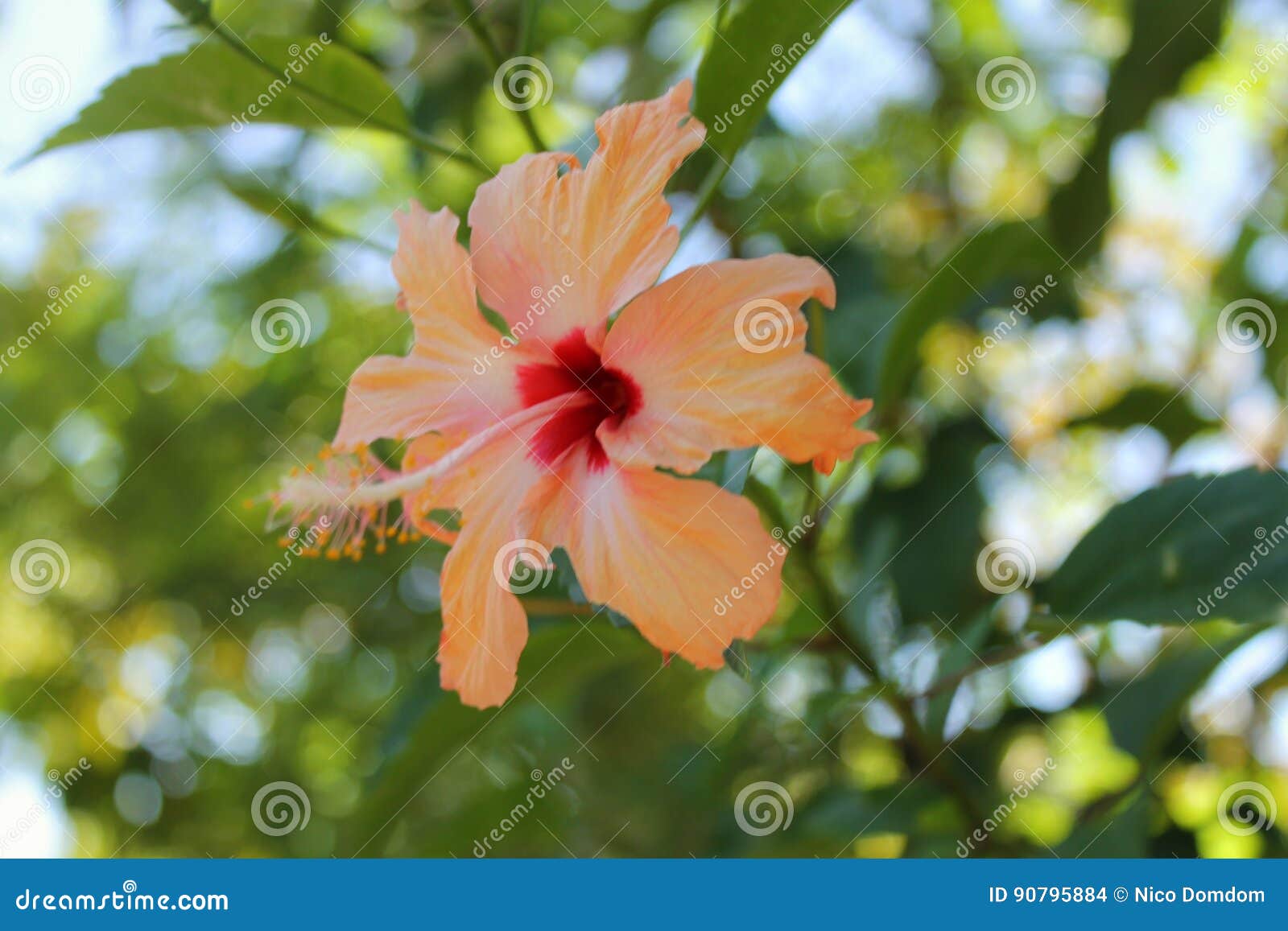 Gumamela Flower stock photo. Image of flower, plants 90795884