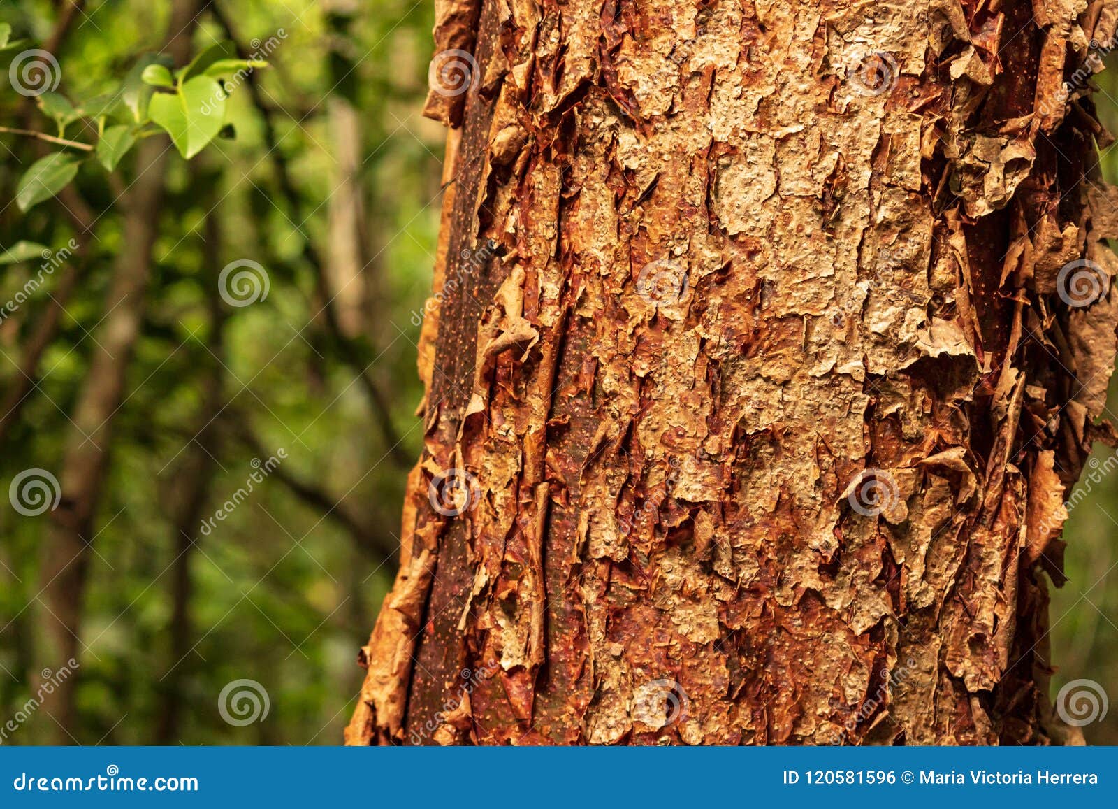 the gumbo-limbo tree is a medicinal plant