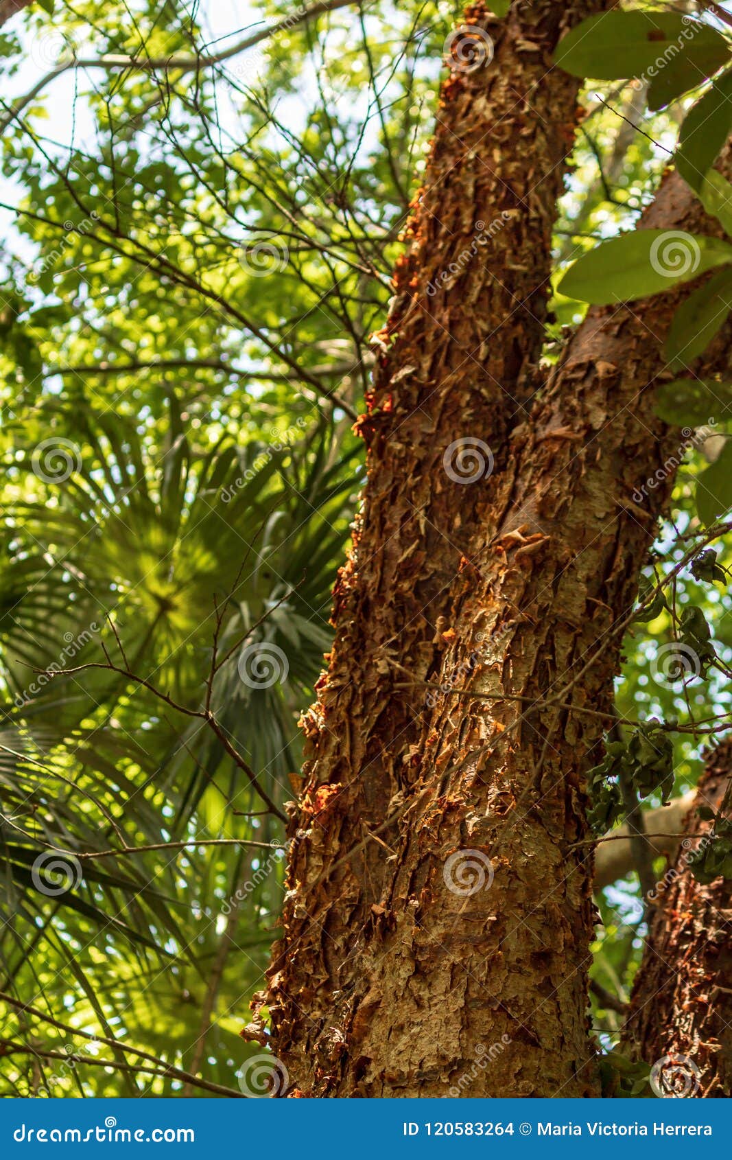 the gumbo-limbo tree is a medicinal plant