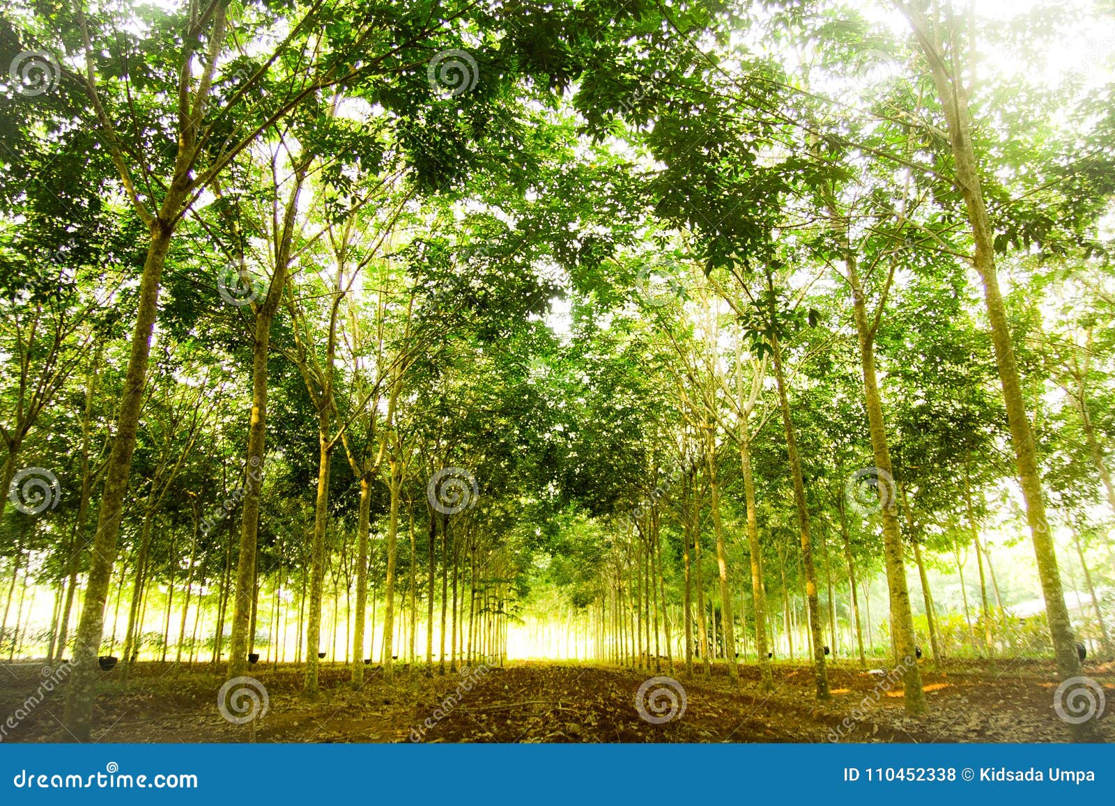 Gumowa plantacja na ranku jasnozielonym drzewie