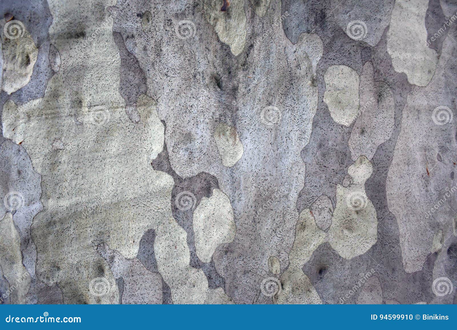 Gumtree stock photo. Image of bush, wood, skin, trunk 94599910