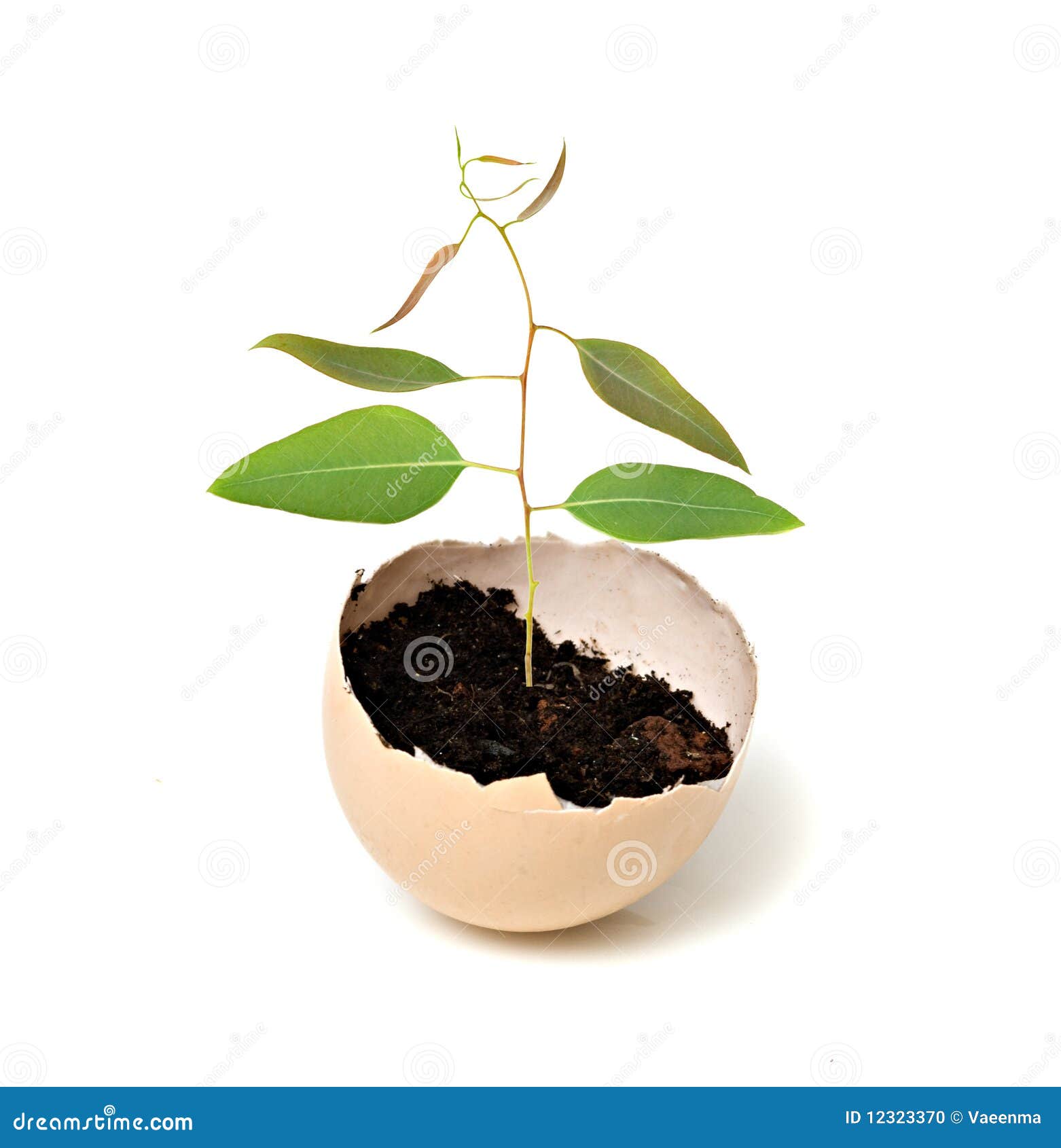 Gumtree growing from egg stock photo. Image of sprout 12323370