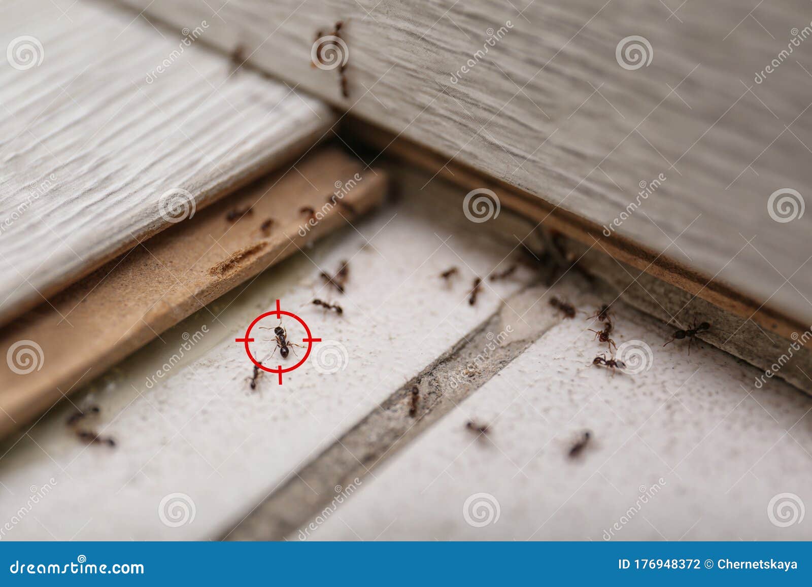 Gun Target on Ant. Pest Control Stock Photo Image of decontamination, death 176948372