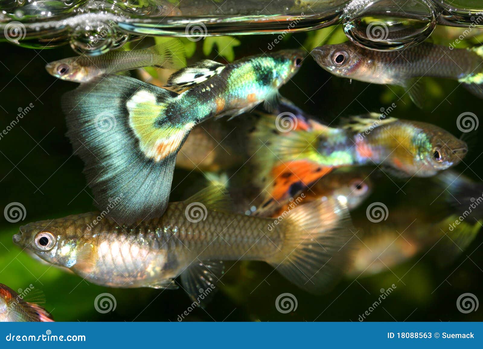 Guppies im Fischbecken stockbild. Bild von tropisch, fische 18088563