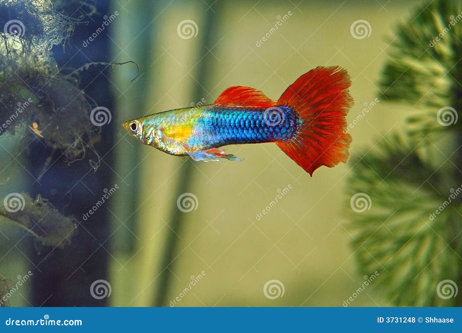 Gaji Uppkb - Swordtail Guppy - Fish Keepers Indonesia ...