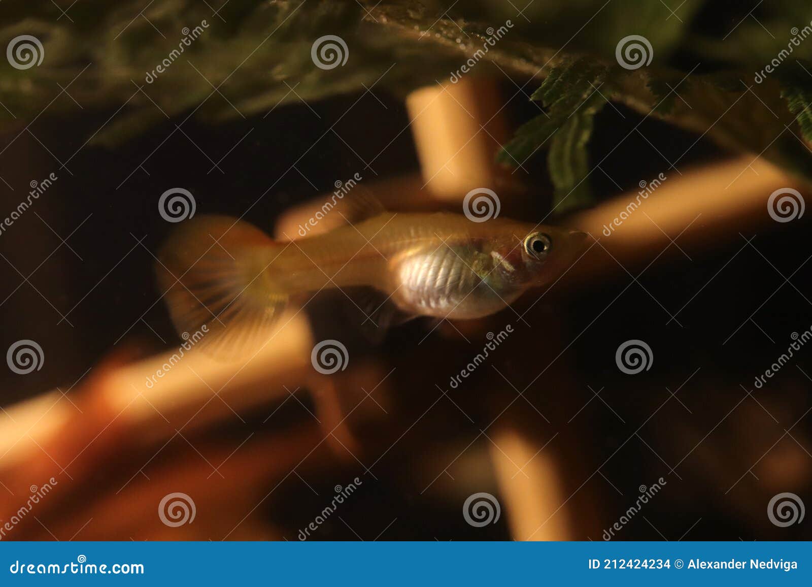 Guppy Aquarium Fish with Wood Sticks Stock Photo Image of tank, fish