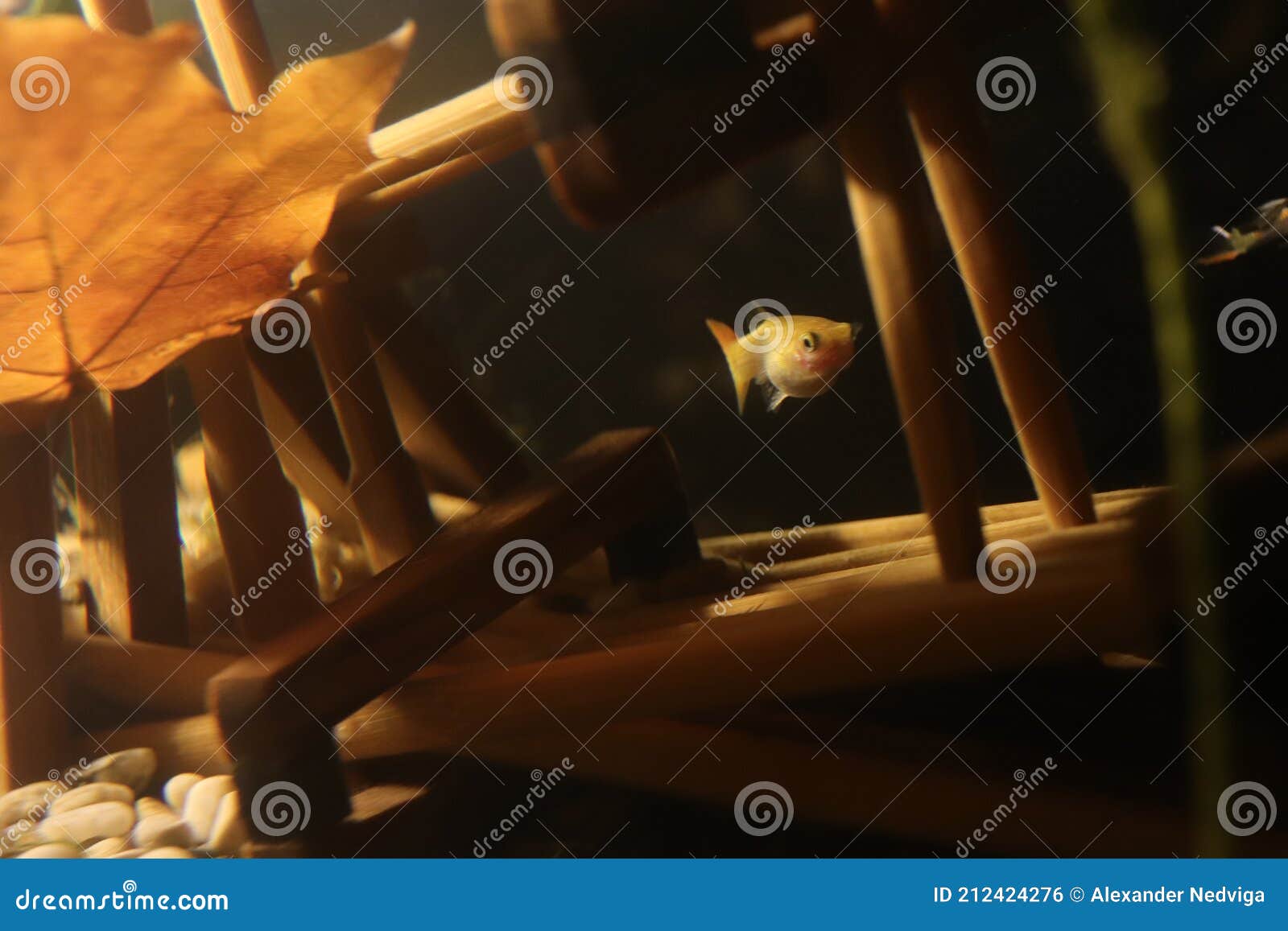 Guppy Aquarium Fish Stock Photo 103556100