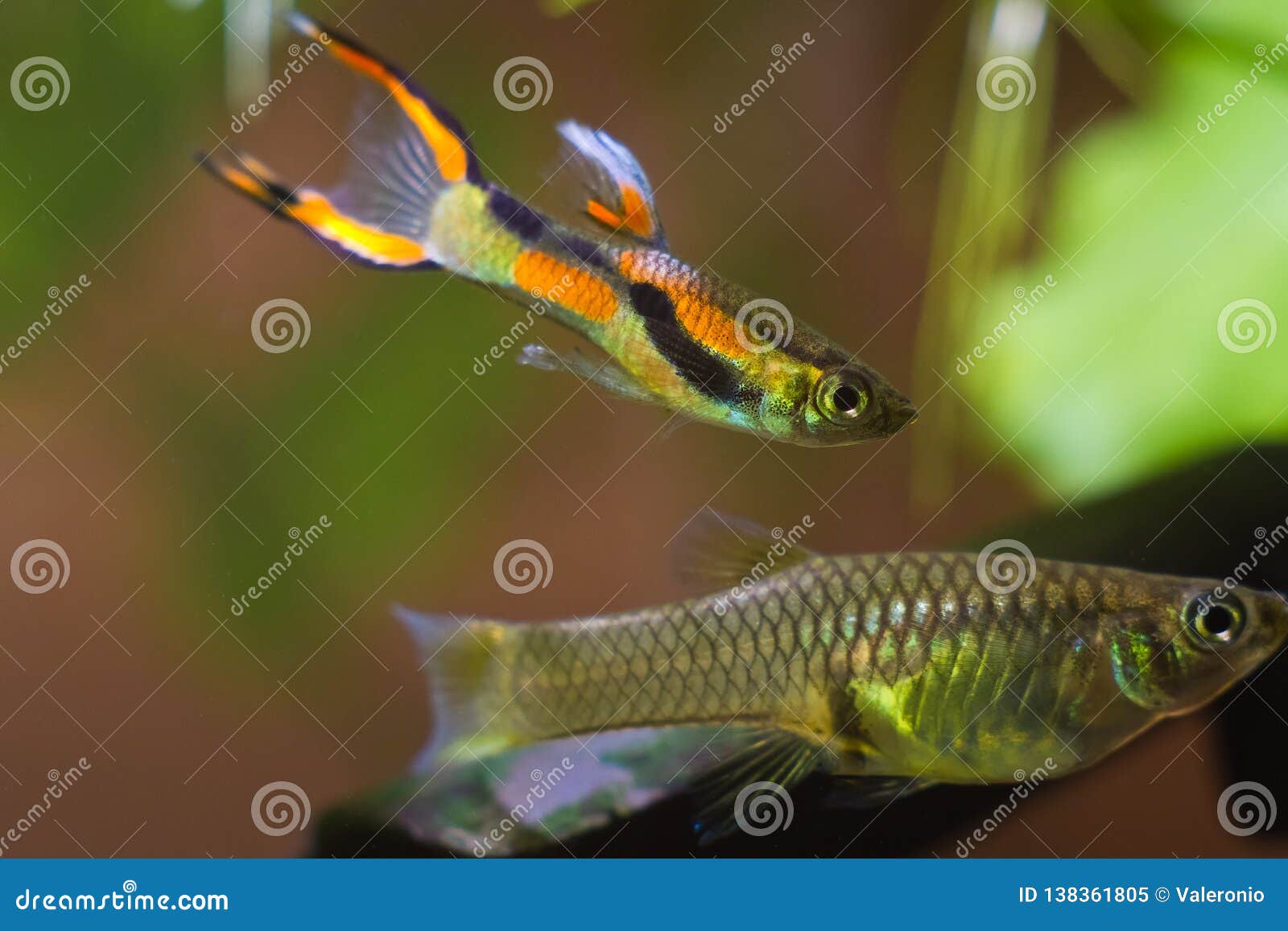 Guppy Dendler Wingei De Poecilia Poisson Deau Douce D