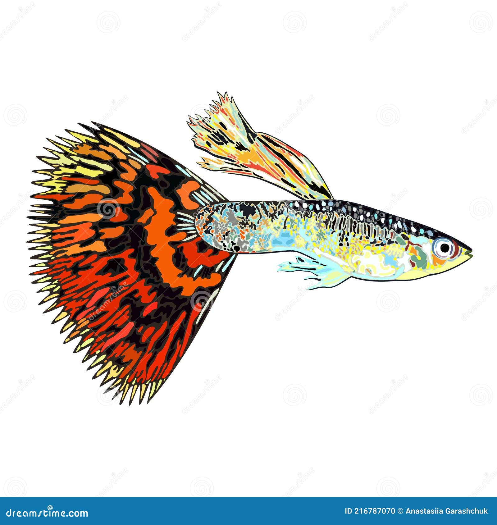 Guppy Fish with Colorful Tail Stock Vector Illustration of aquatic