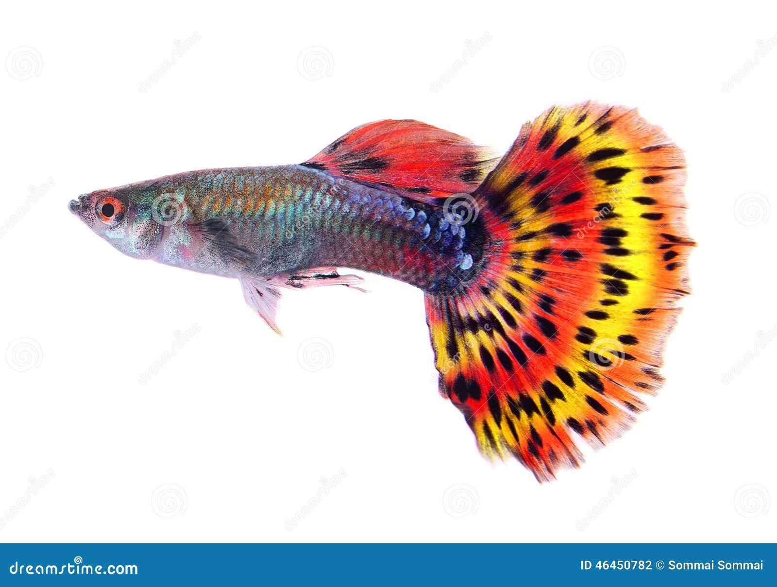 guppy fish white background isolated 46450782