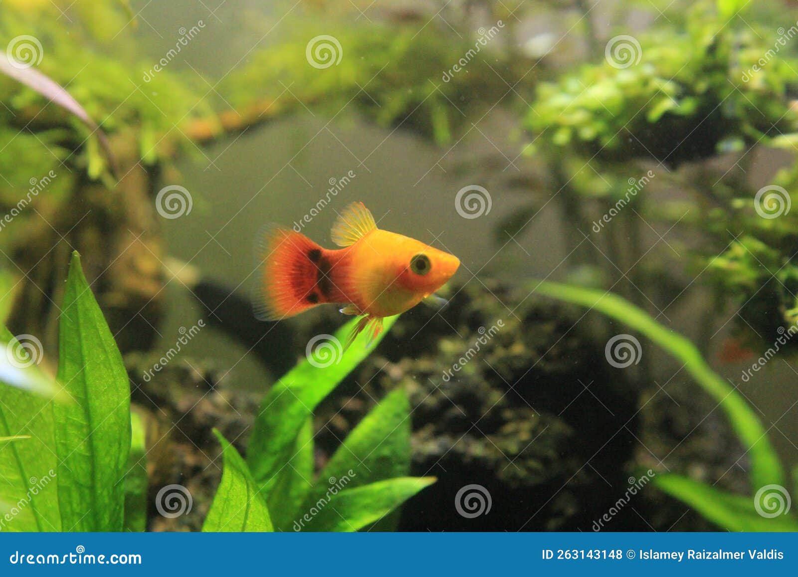 Guppy Molly Fish in the Aquarium Stock Photo Image of green, coral