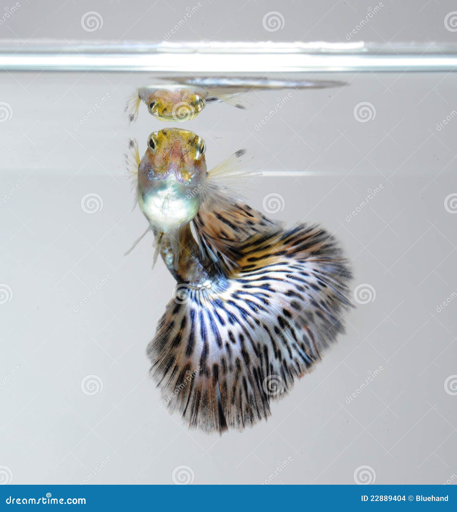 Guppy pet fish swimming stock photo. Image of hobby, animal 22889404