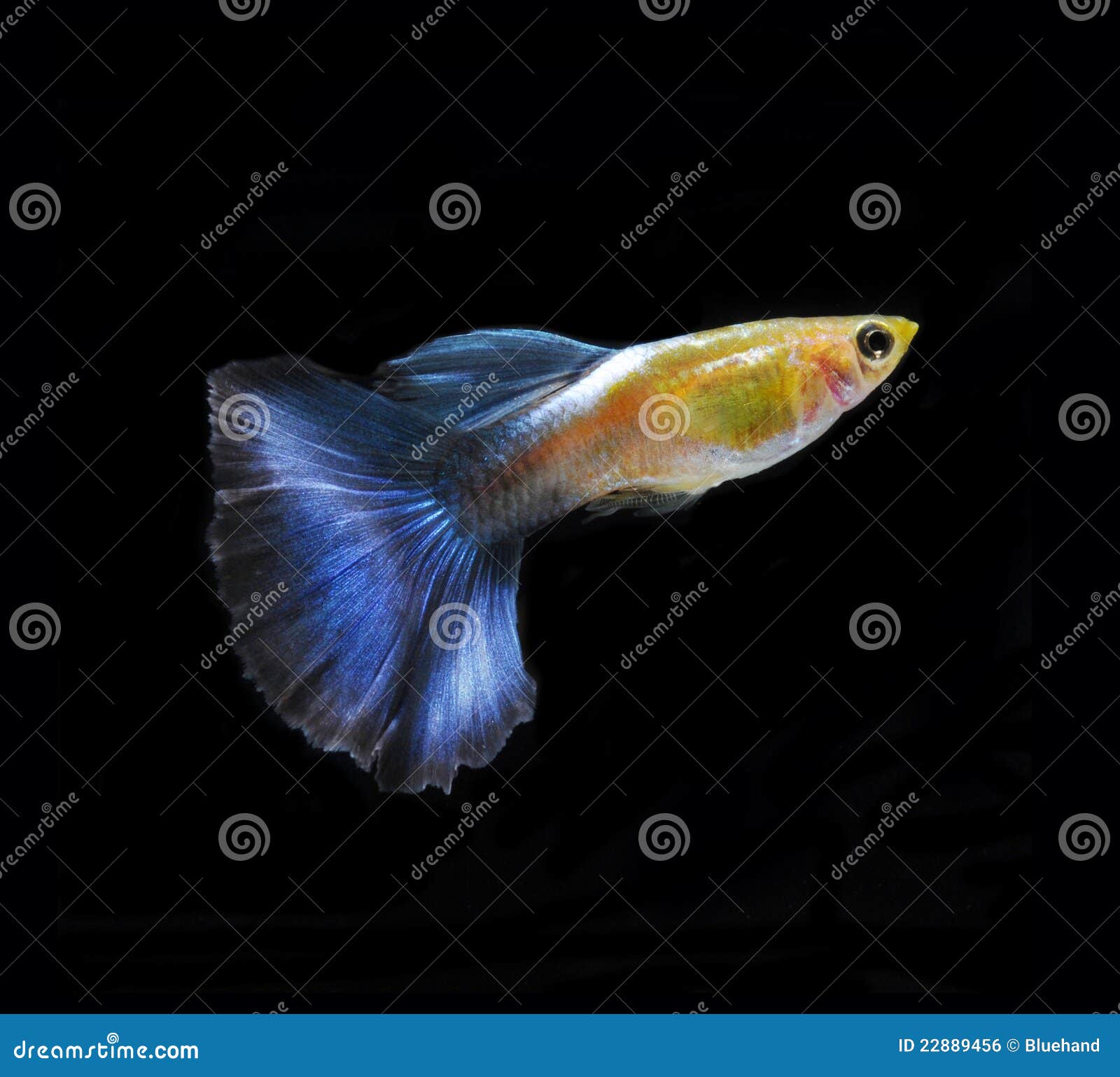 Guppy Pet Fish Swimming Isolated Stock Photo Image of fish, beautiful