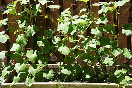 Gurken-Reben im Garten stockbild. Bild von blätter, landwirtschaft