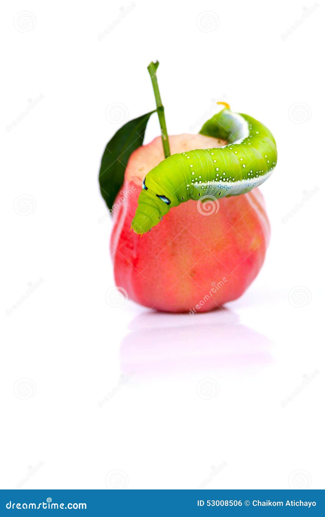 841 Gusano Verde En Manzana Fotos de stock - Fotos libres de regalías de  Dreamstime, image size:1065x1690