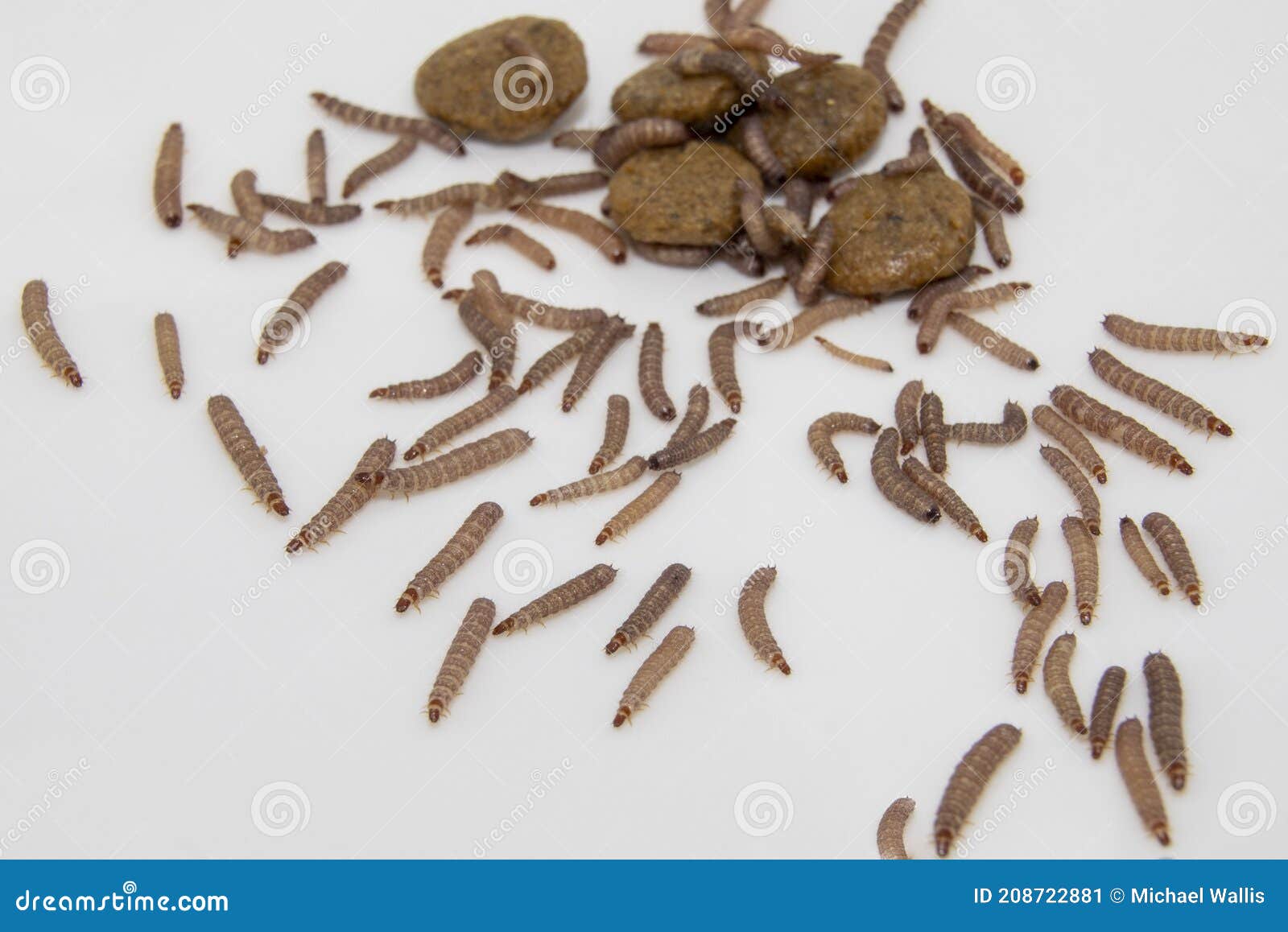 Gusanos Encontrados En Kiblos De Alimentos Para Perros Secos Imagen de  archivo - Imagen de perro, insecto: 208722881
