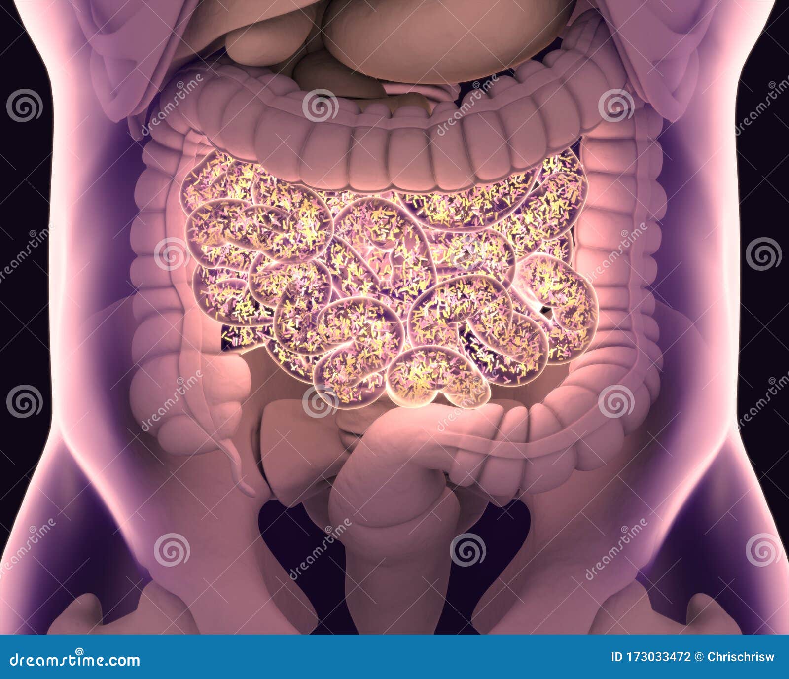 gut bacteria , gut flora, microbiome. bacteria inside the small intestine, concept, representation. 3d 