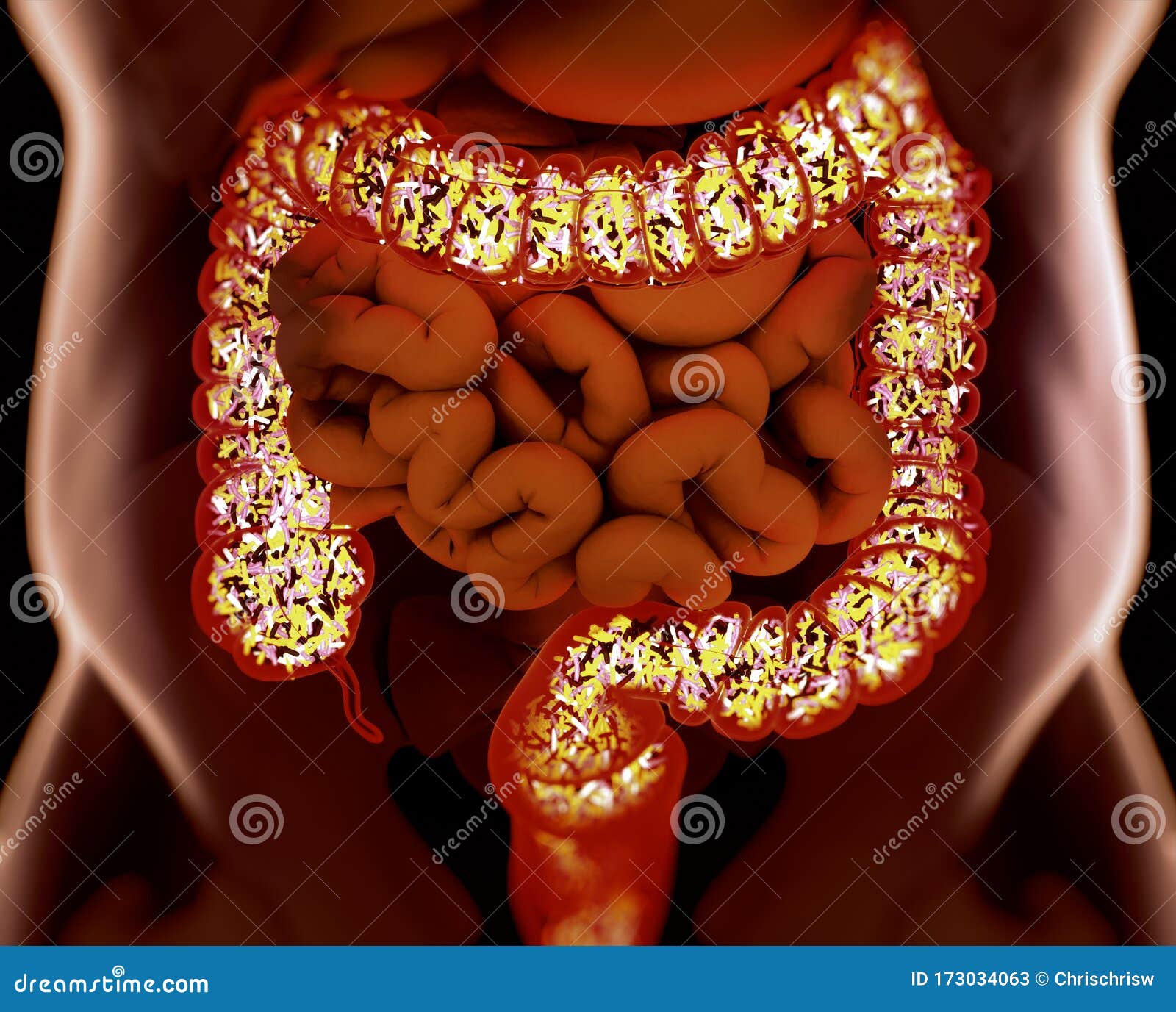 gut bacteria, microbiome. bacteria inside the large intestine, concept, representation.