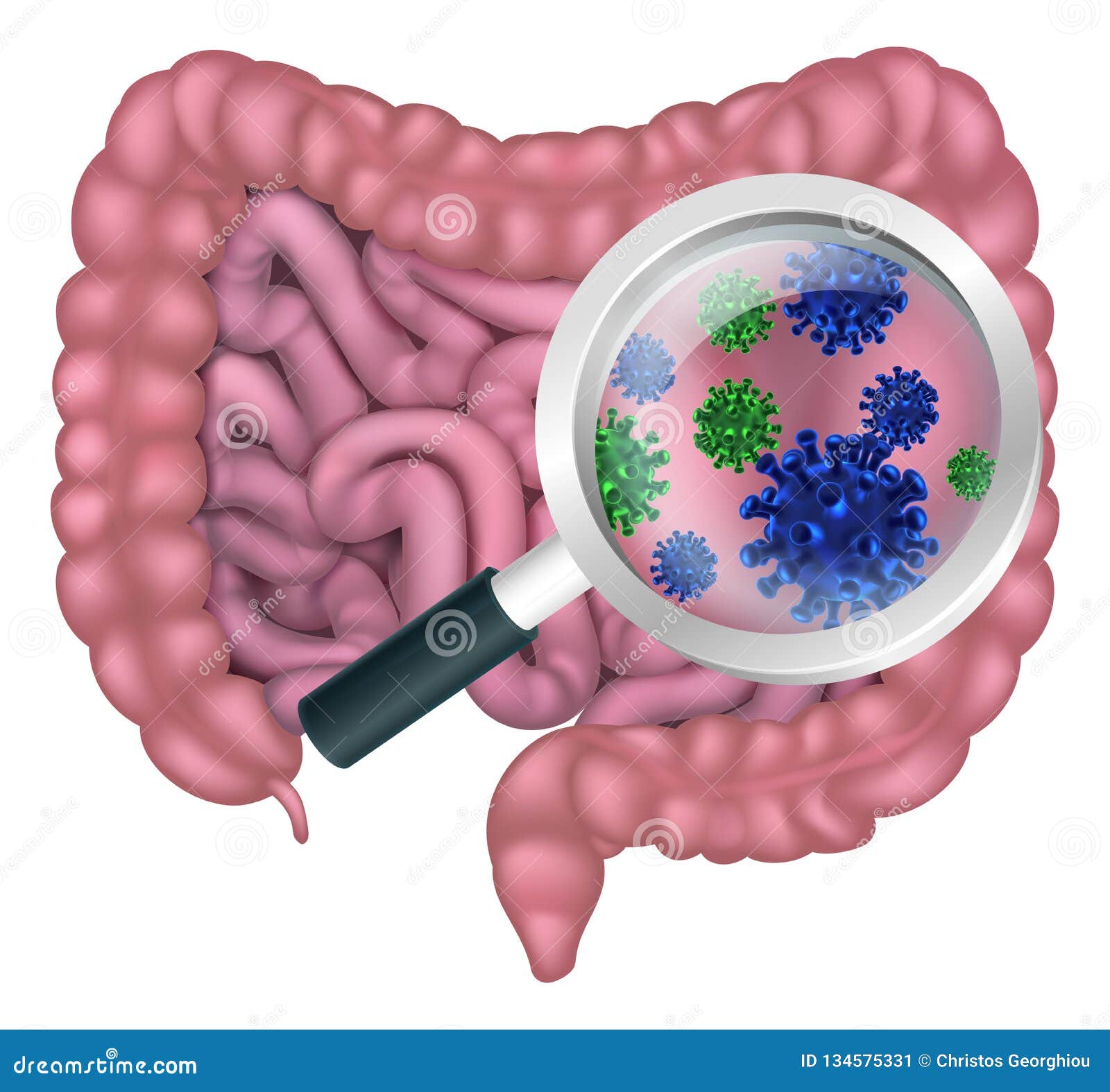 gut bacteria probiotic intestine digestive flora