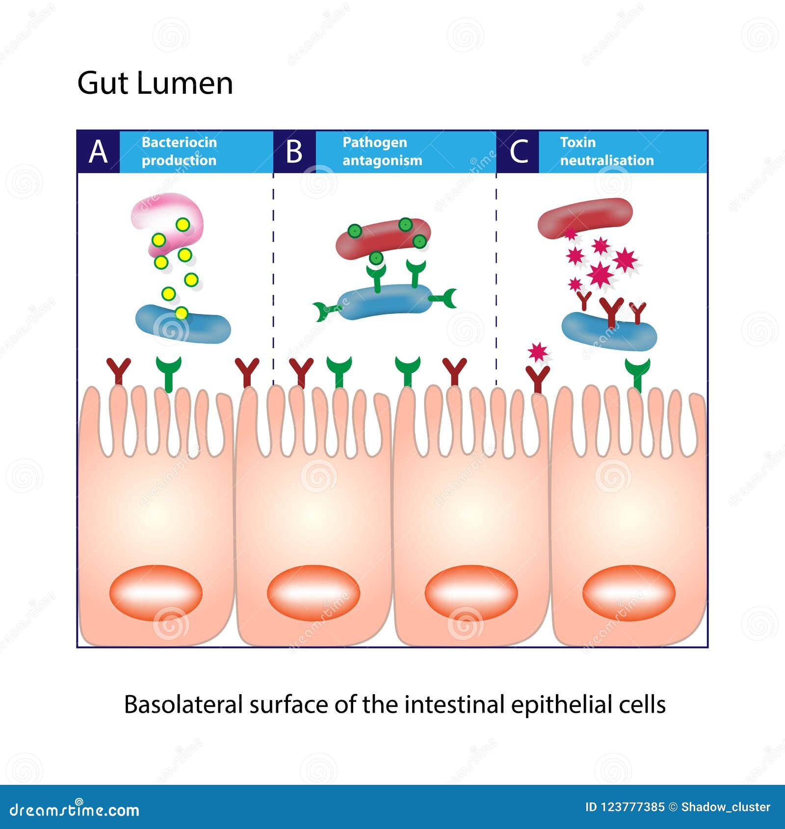 gut lumen. columnar epithelial cells