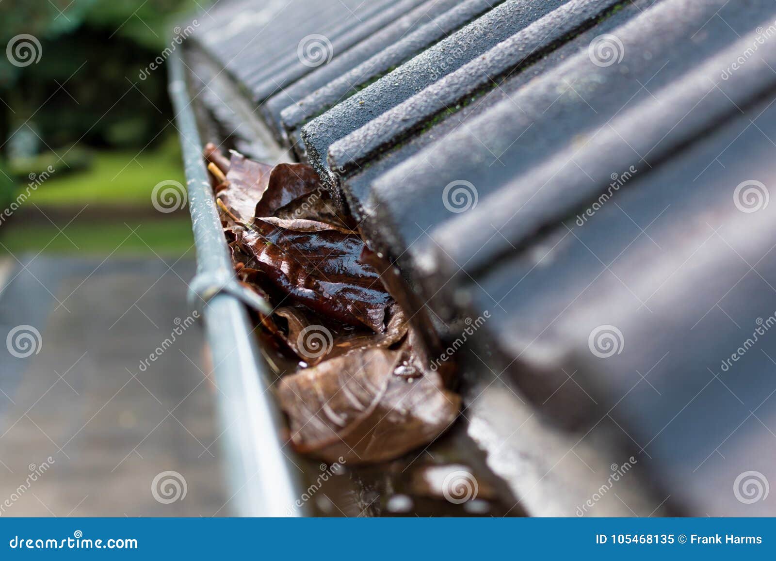 gutter blocked by leaves