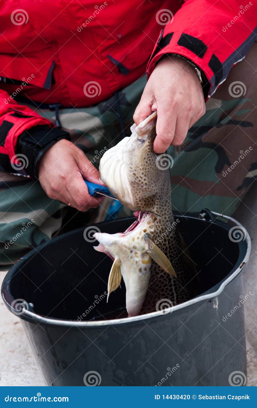 183 Fishing Guts Stock Photos - Free & Royalty-Free Stock Photos from  Dreamstime