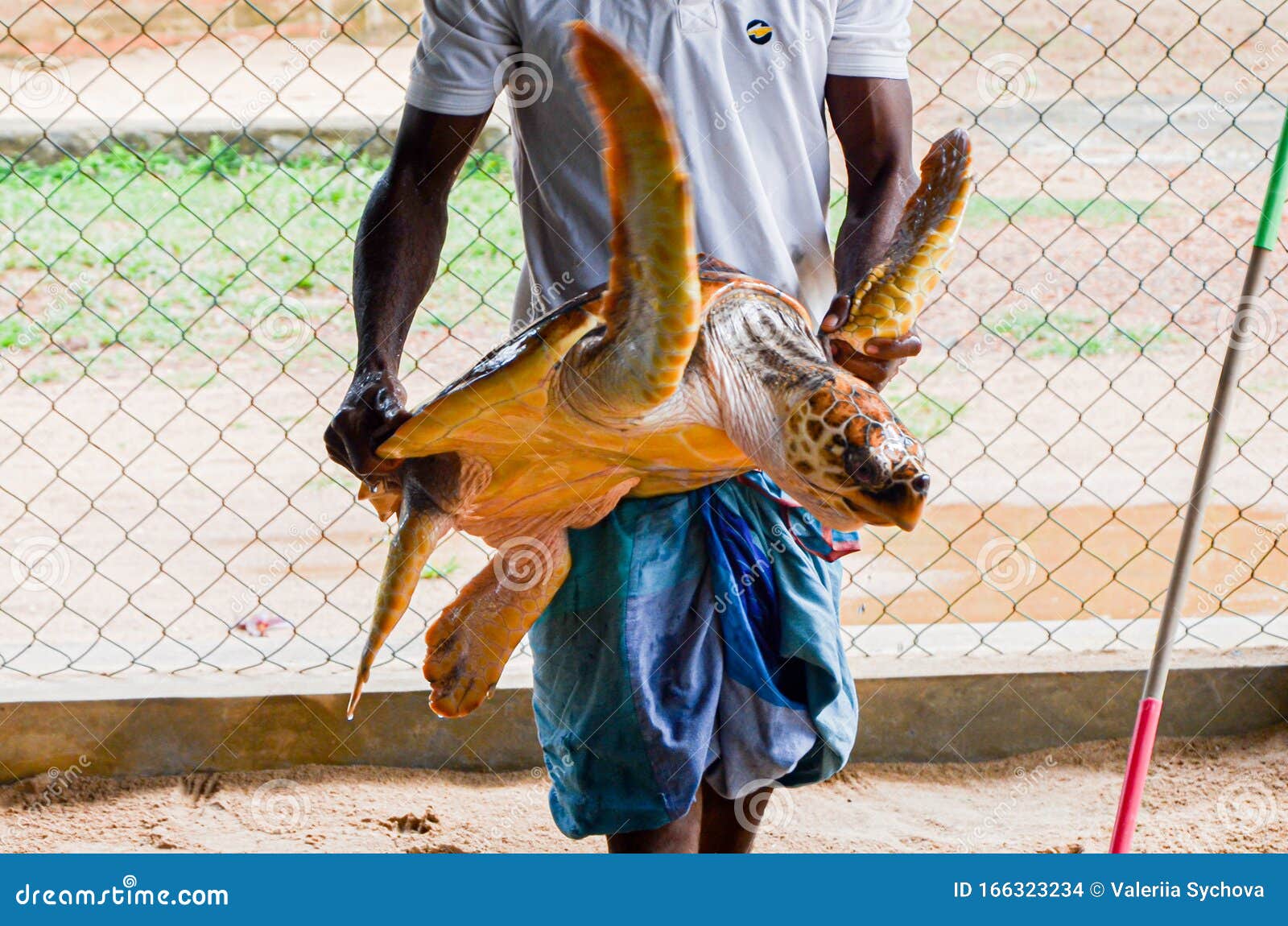 Guy Hands Holding a Big Yellow Tortoise with a Large Beak. Saving Animals  in the Sea Turtles Conservation Research Project Stock Photo - Image of  holding, catch: 166323234