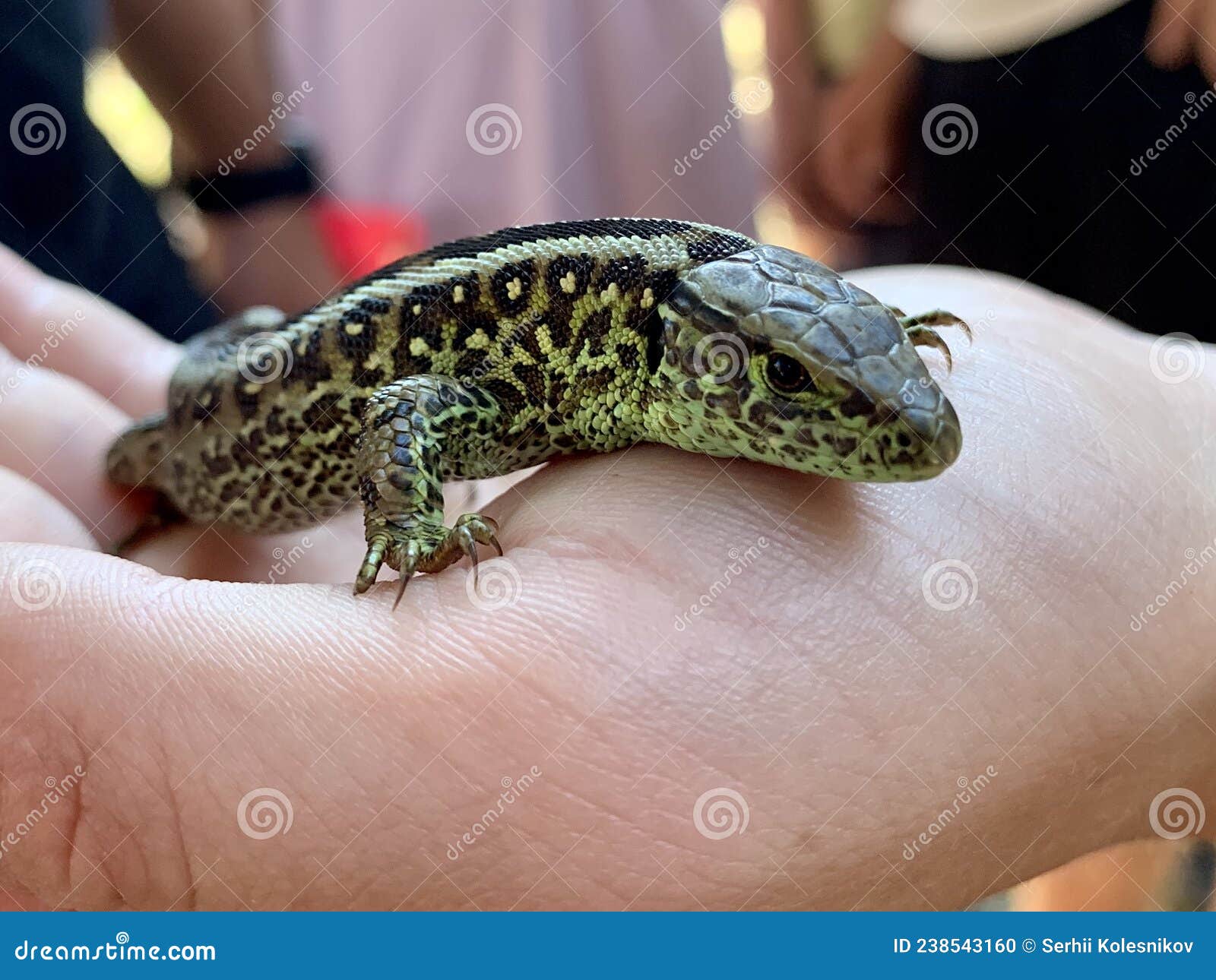 The Guy is Holding a Lizard in His Hand. Lizard in the Hands of a Man,  Close-up. a Beautiful Reptile Held Captive by Humans Stock Photo - Image of  reptilian, holding: 238543160