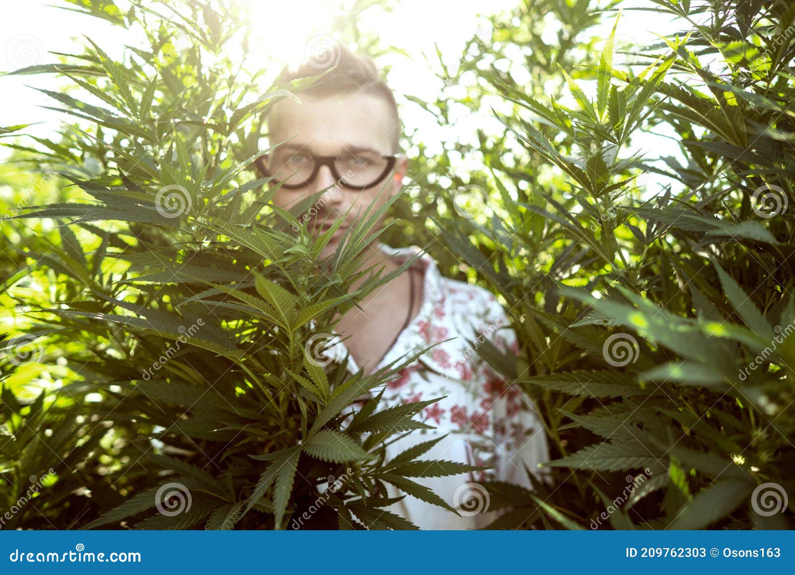 Guy Posing on the Cannabis Field, Marijuana Legalization Concept Stock ...