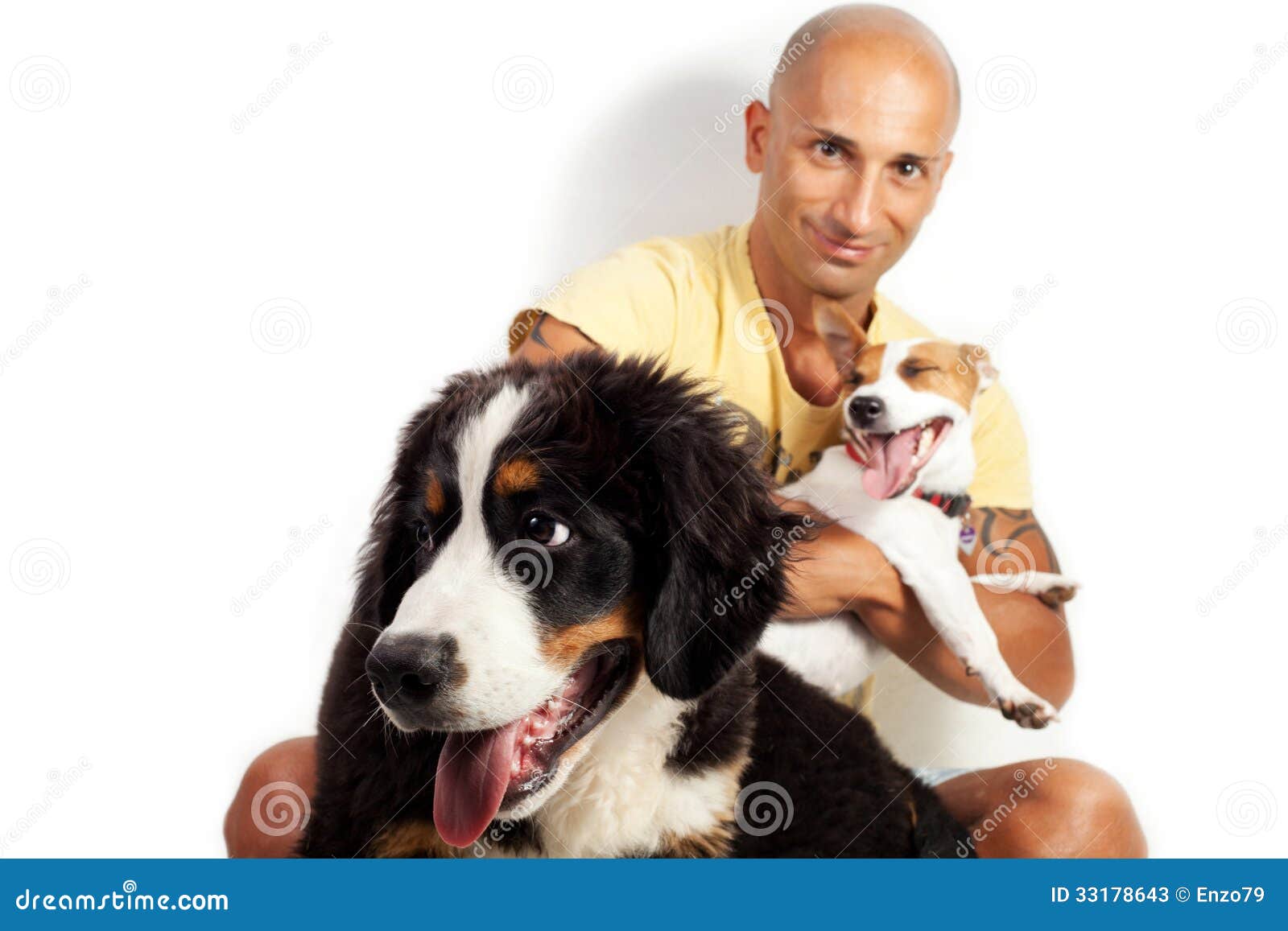 Handsome Bernese Mountain Dog Standing Unleashed In Frosted Lawn