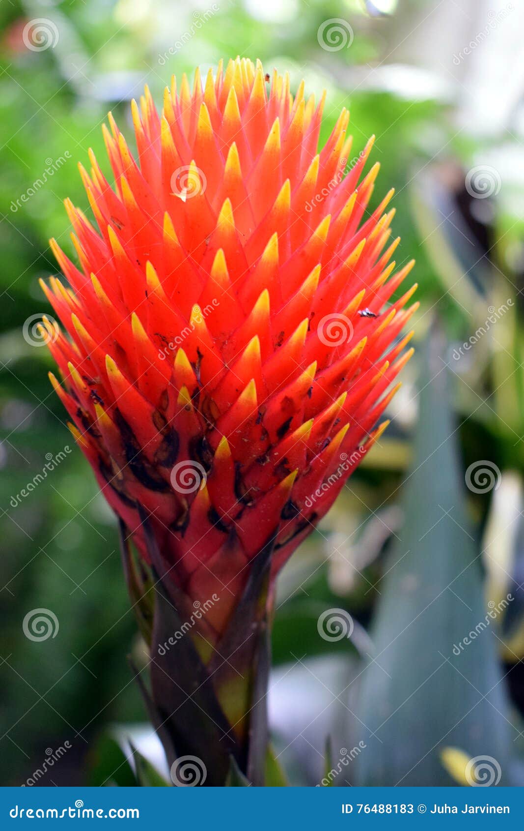 guzmania conifera