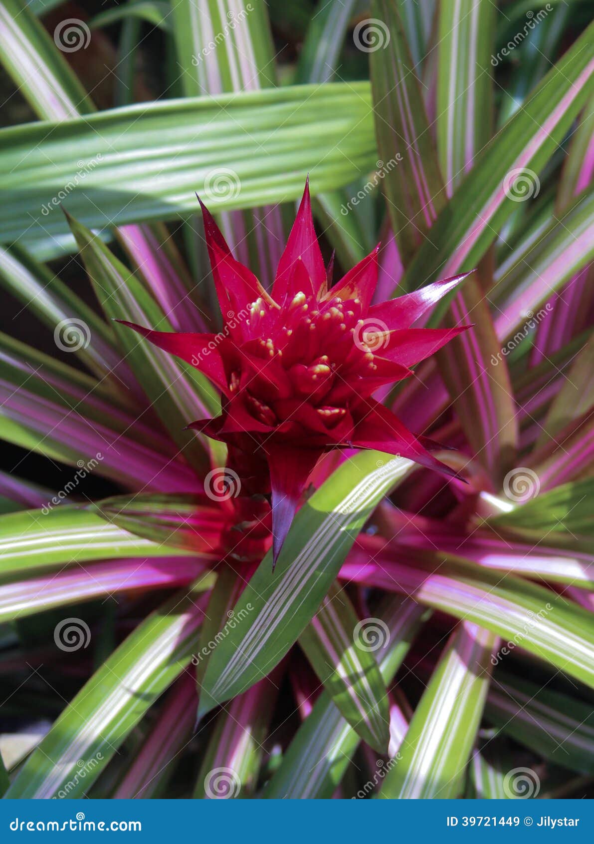 guzmania limones flower