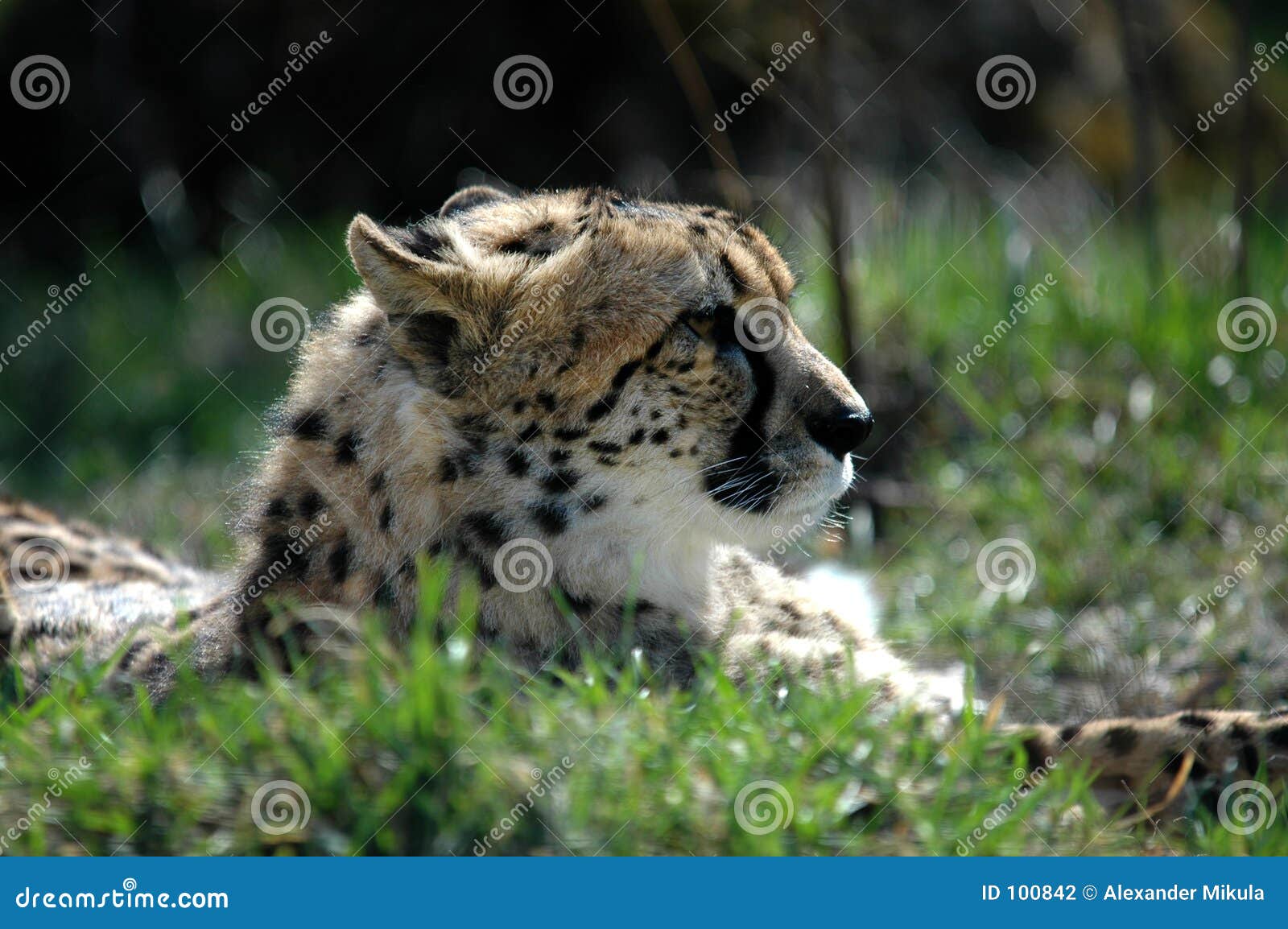 Guépard II. Cheeta détendant au soleil le sonnt de sich de der de Gepard