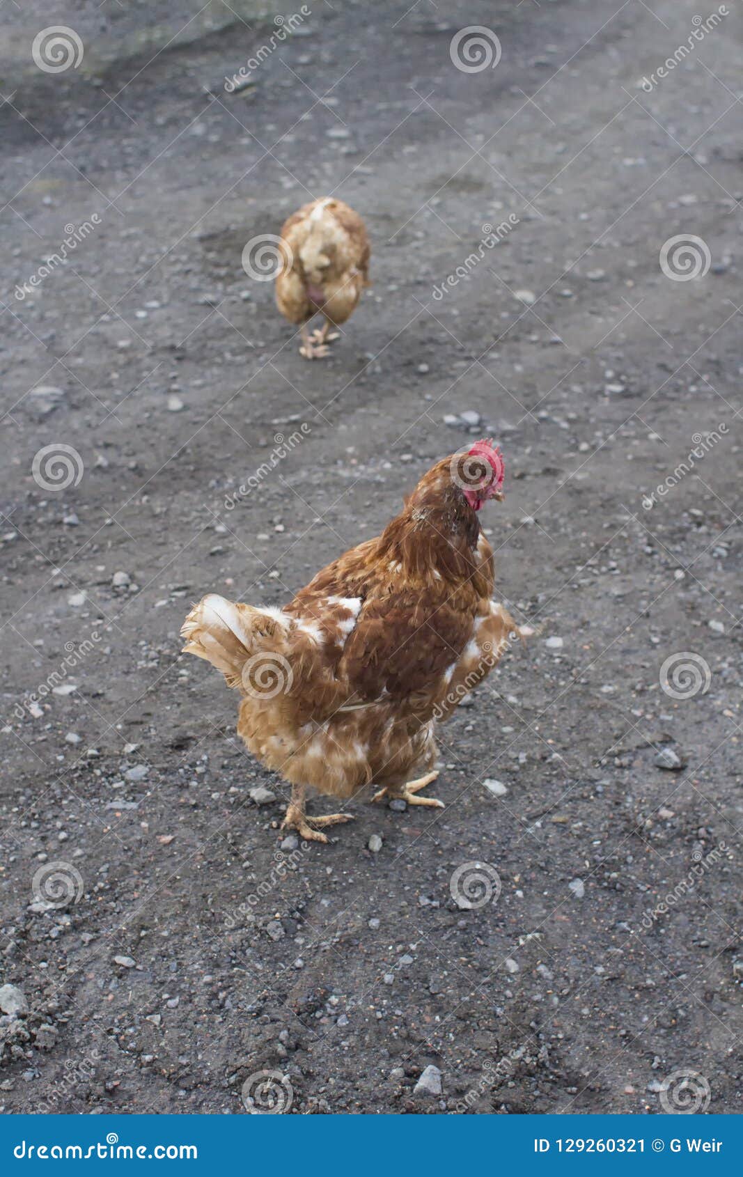 A Couple of Chickens Scratching about on a Cold Morning. Stock Image