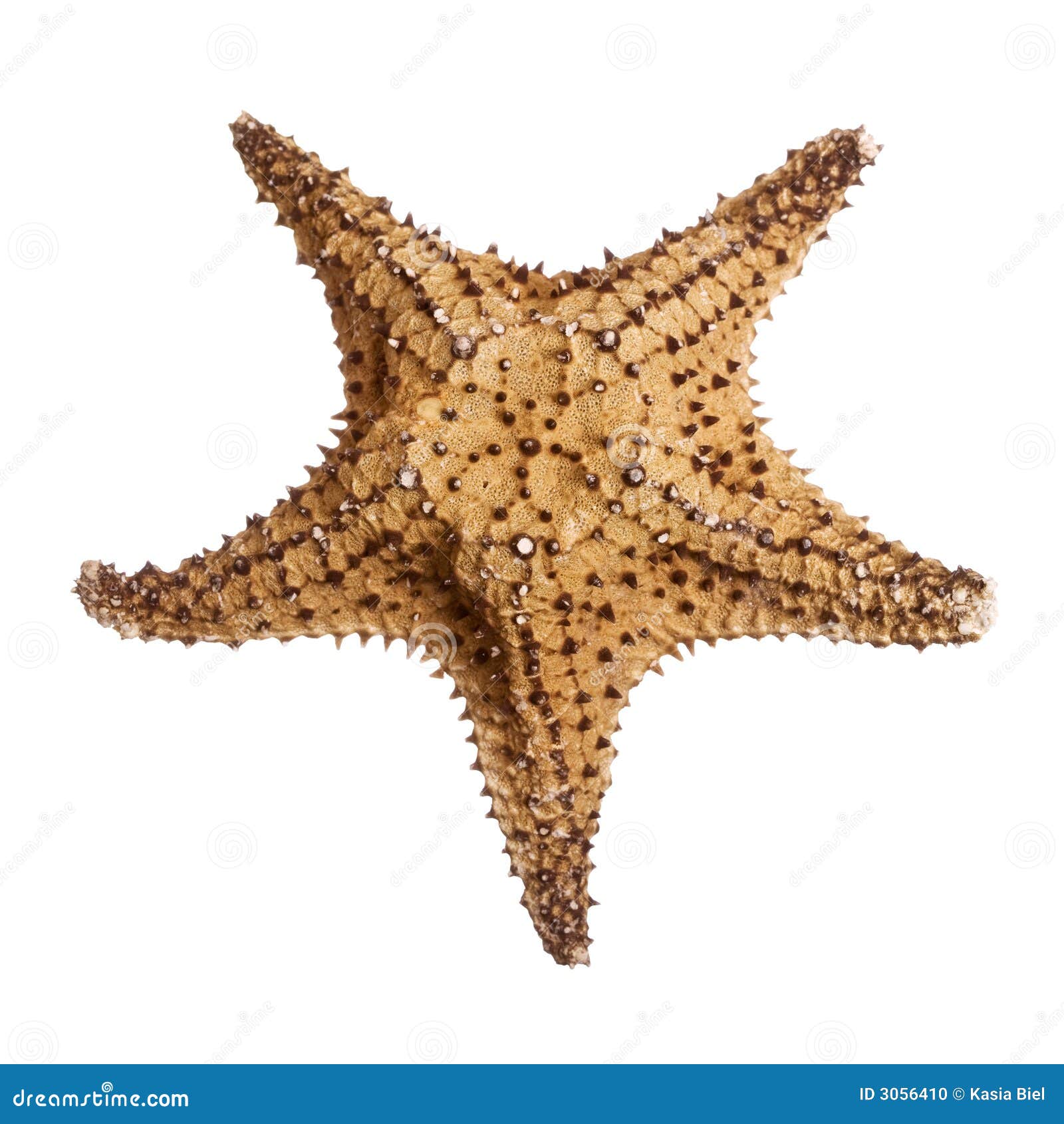 Gwiazda bahama