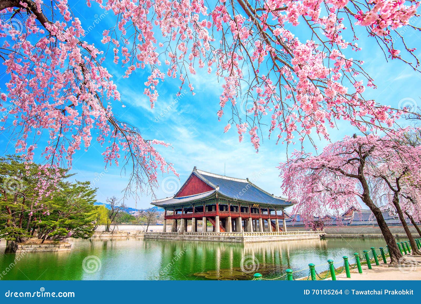 gyeongbokgung palace with cherry blossom in spring, korea.