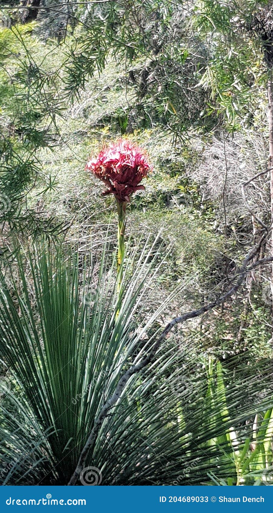 gymea lilly, doryanthes excelsa in the strickland state forest