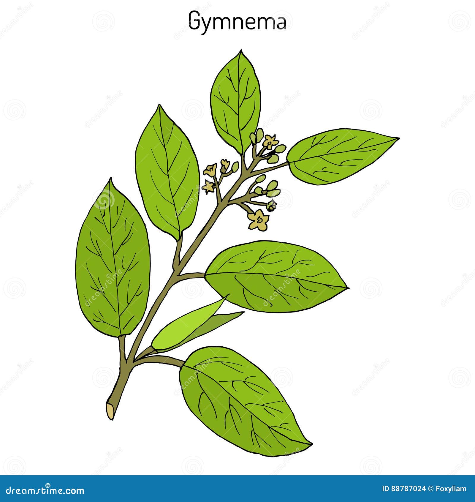 Gymnema Sylvestre, O Cowplant, Gurmari, Pianta Medicinale Illustrazione  Vettoriale - Illustrazione di prodotto, organico: 88787024