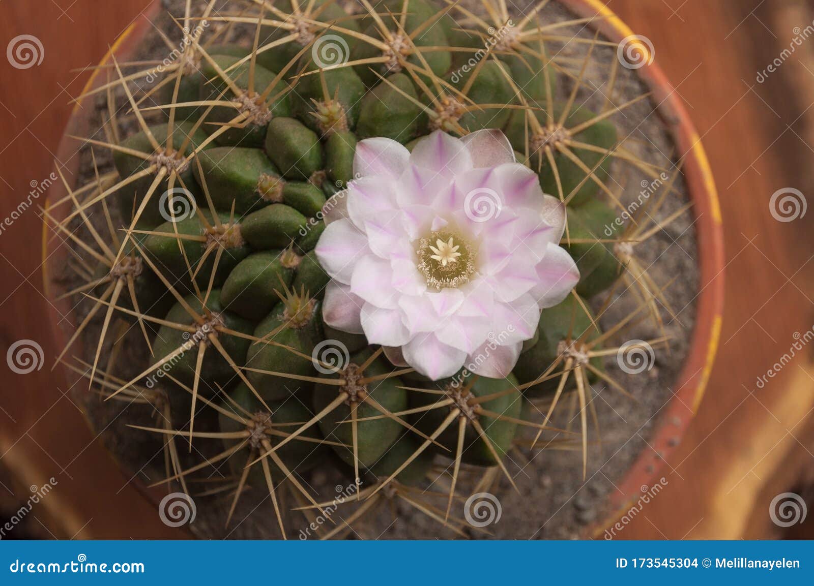 gymnocalycium baldianum dwarf chinese cactus