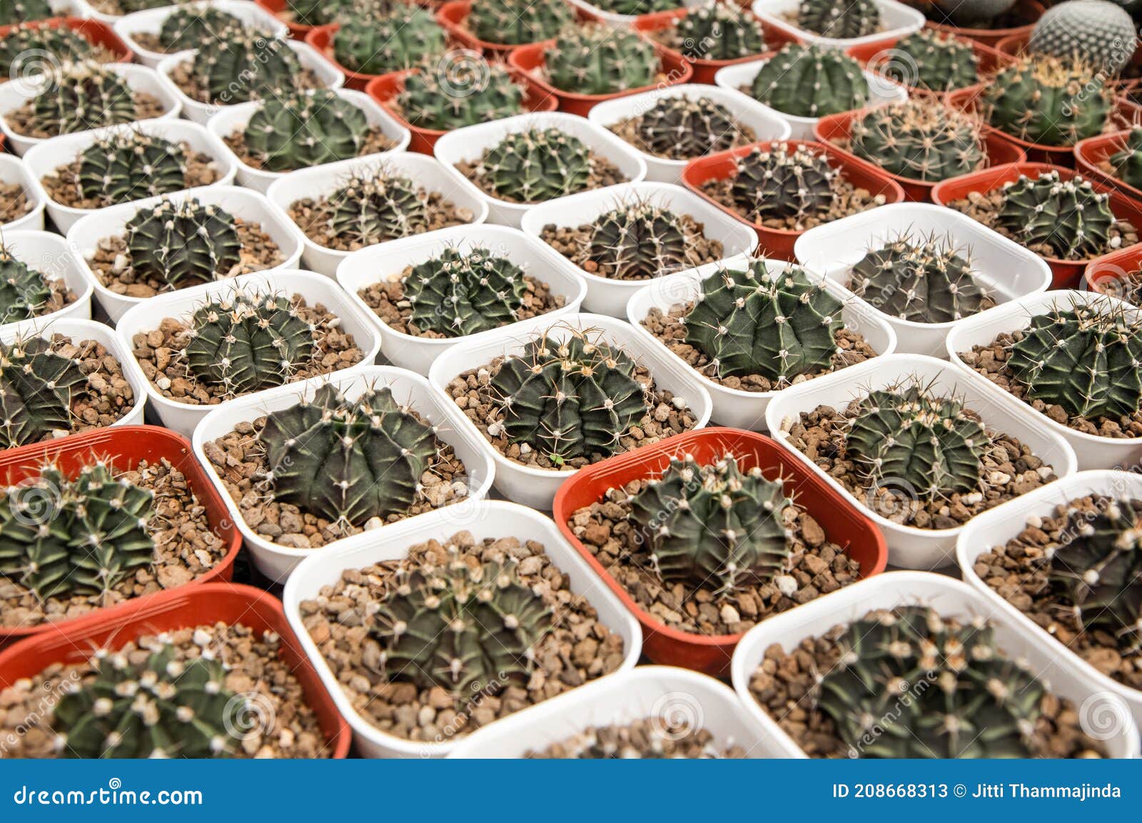 Gymnocalycium , Cactus Planted in a Pot in the Nursery Stock Image