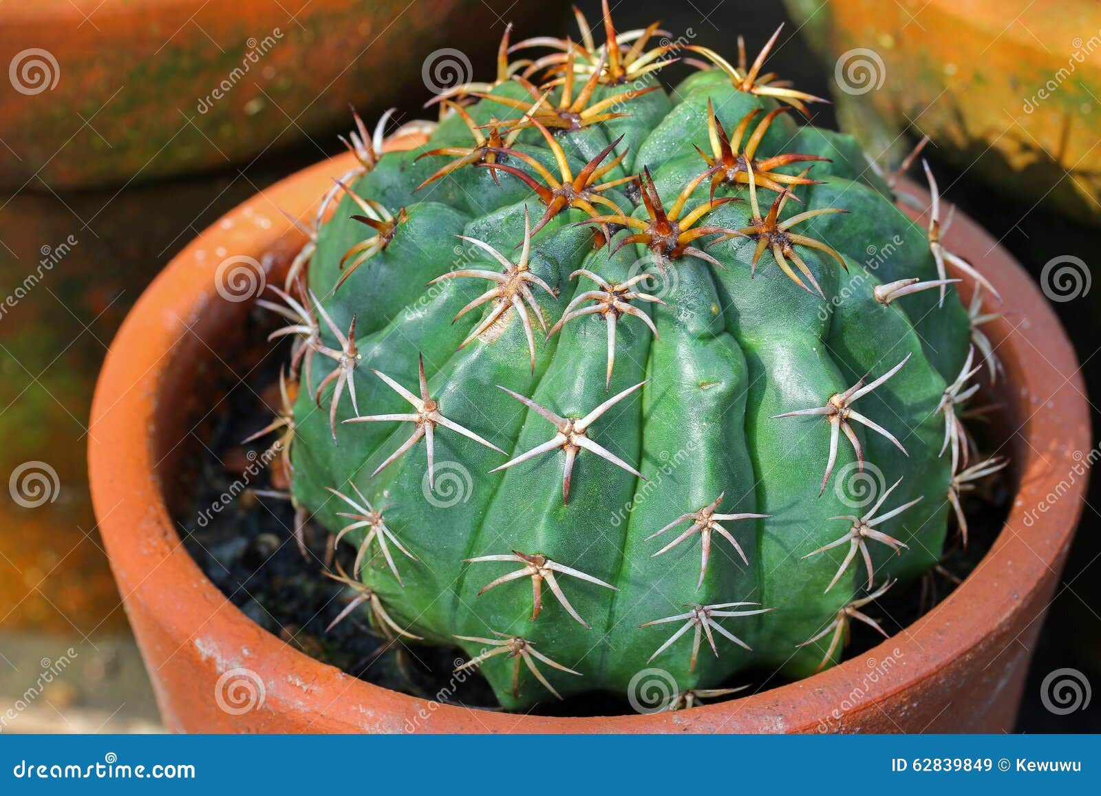 gymnocalycium cactus with thick spider spines