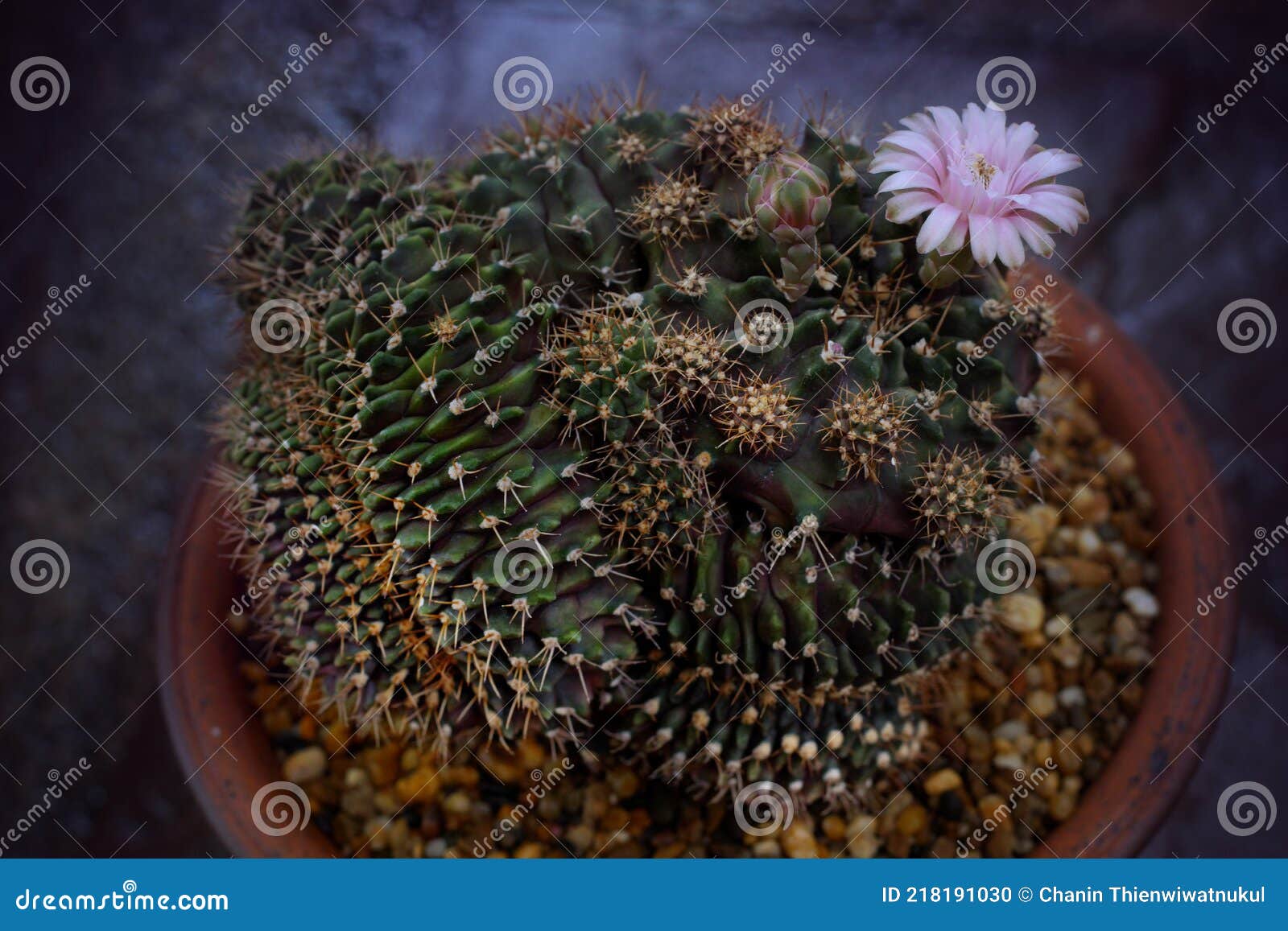 Gymnocalycium Mihanovichii Cristata Montrose is a Species of Cactus. Stock  Photo - Image of astrophytum, colorful: 218191030