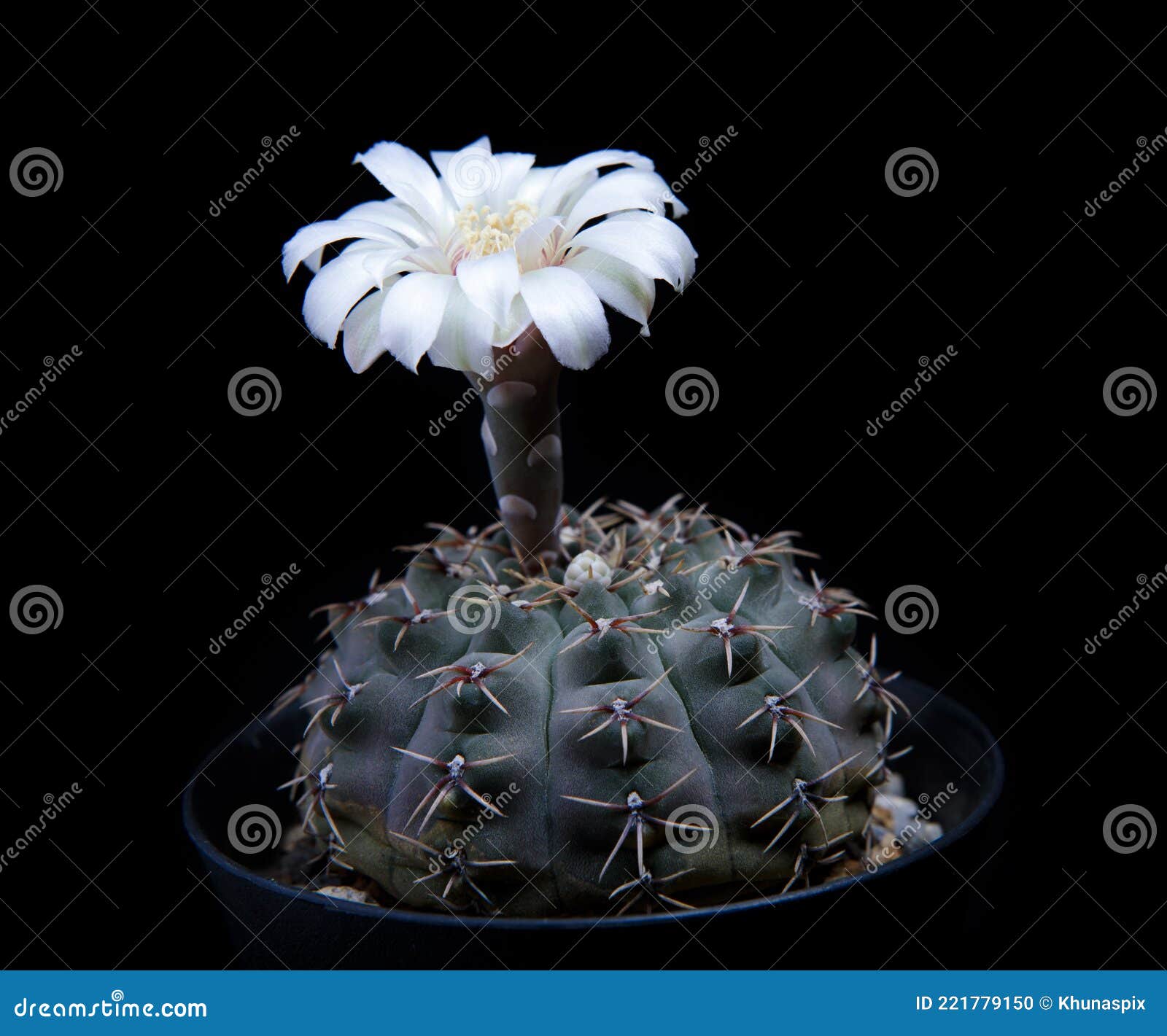 My Image 16